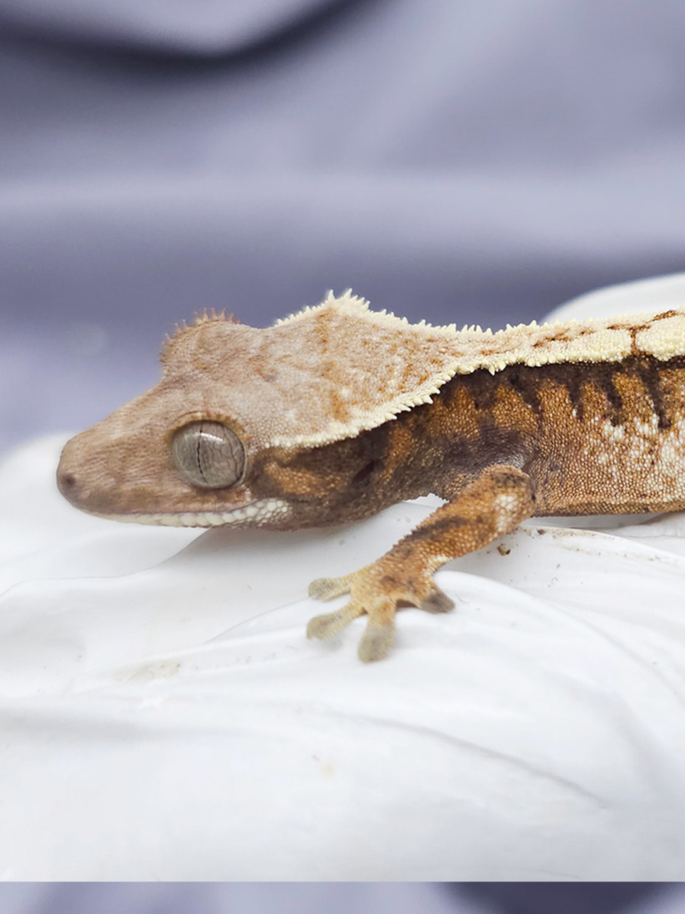 Z20 セーブル (F)