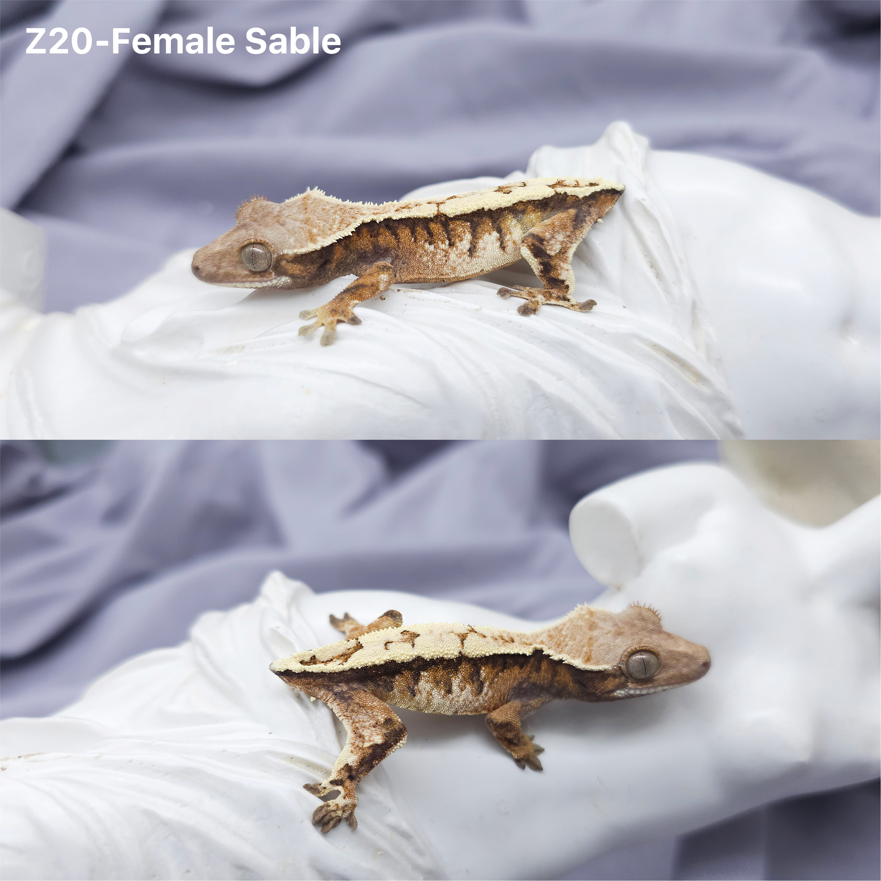 Z20 セーブル (F) detail 1