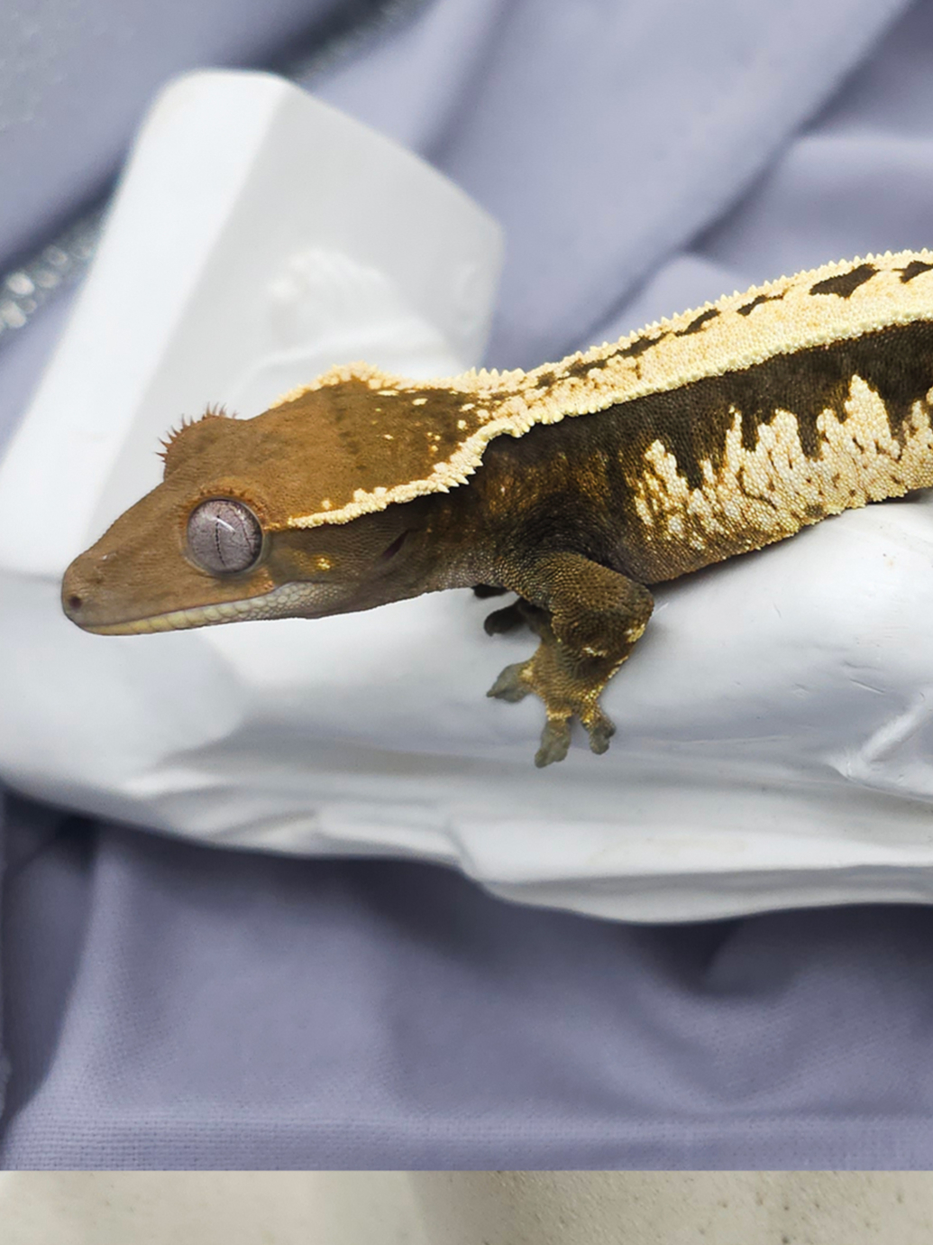 Z70 セーブル (F)