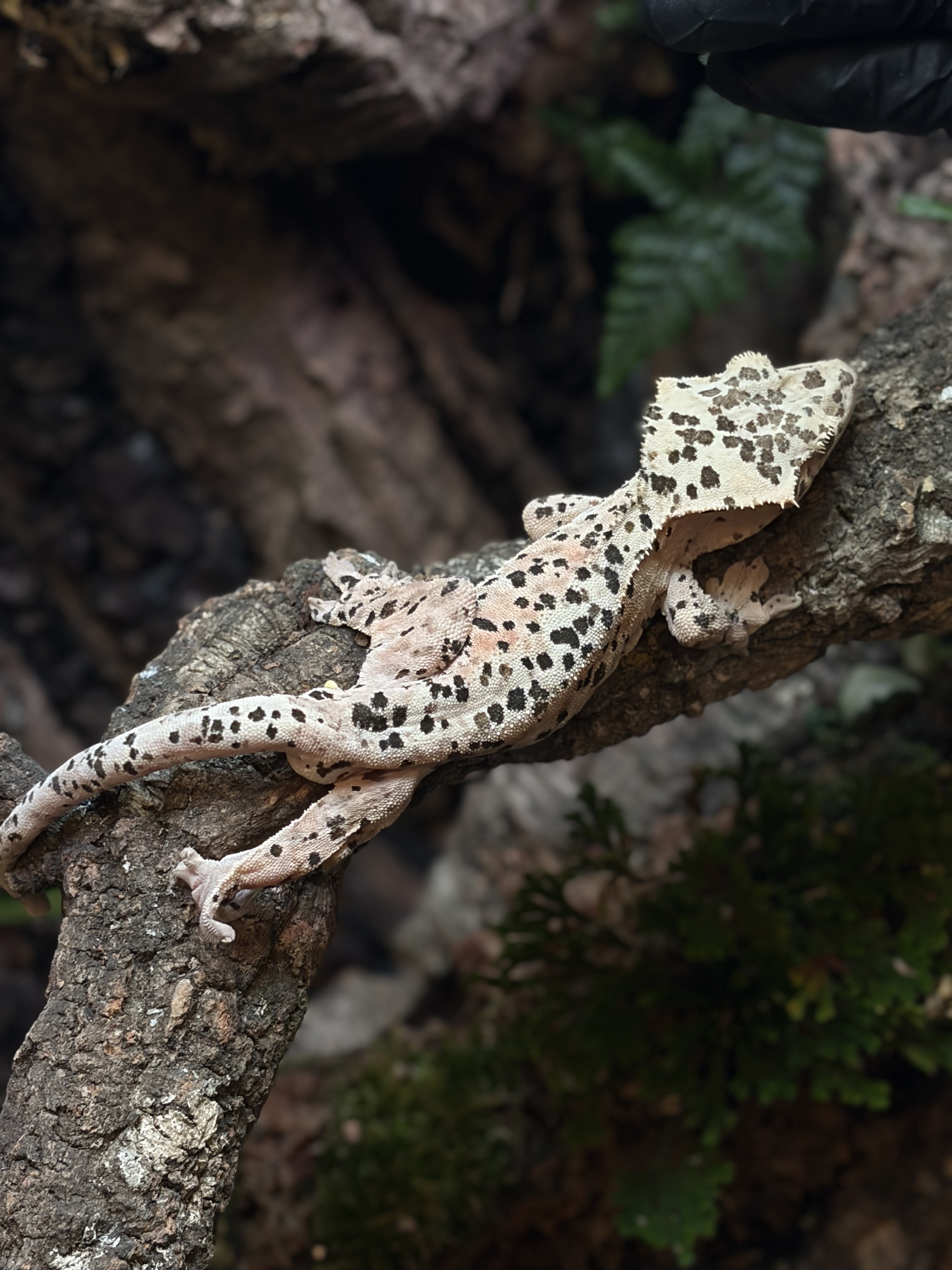 Primal 7. ダルメシアン (M)