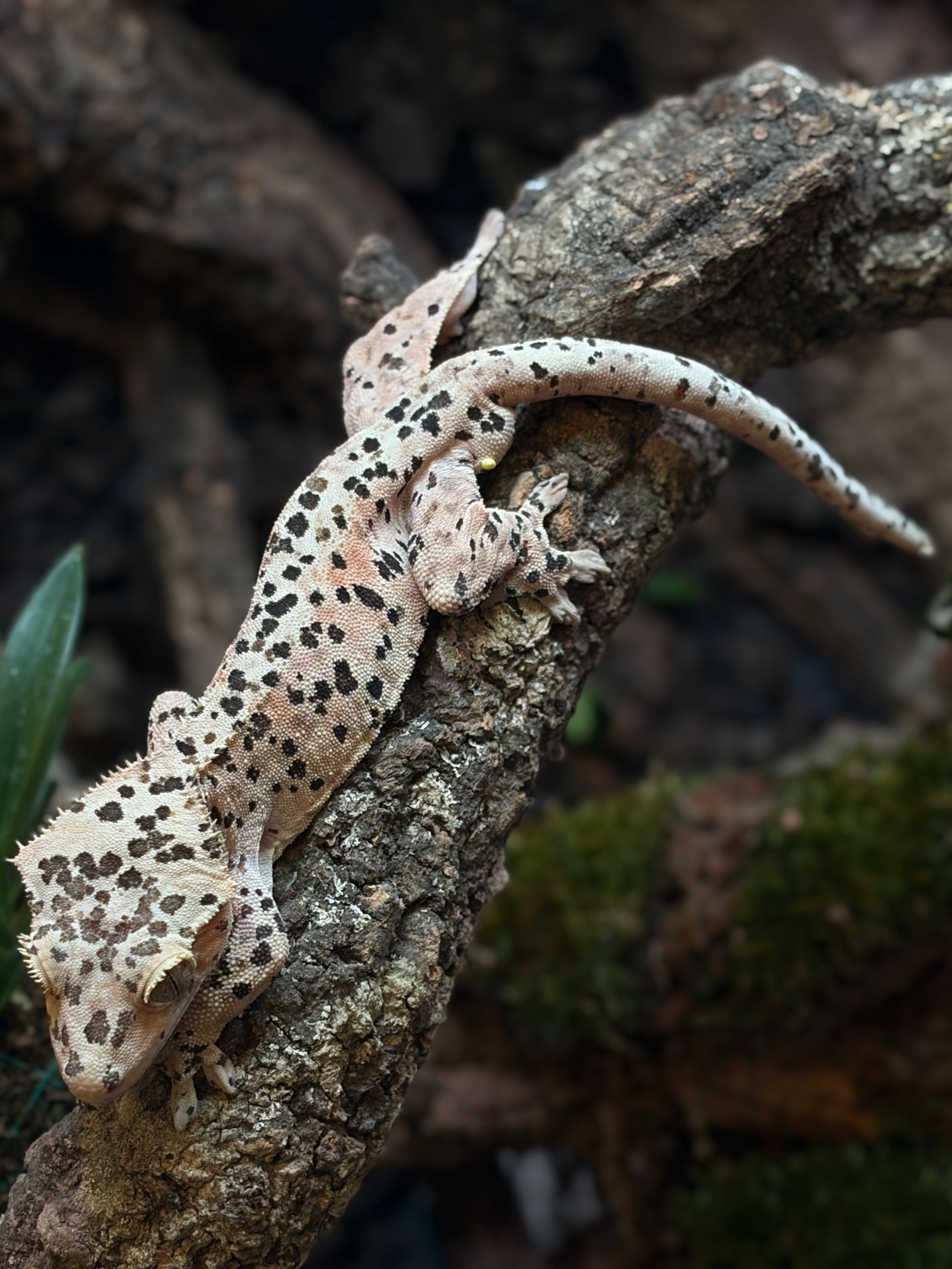 Primal 7. ダルメシアン (M) detail 2