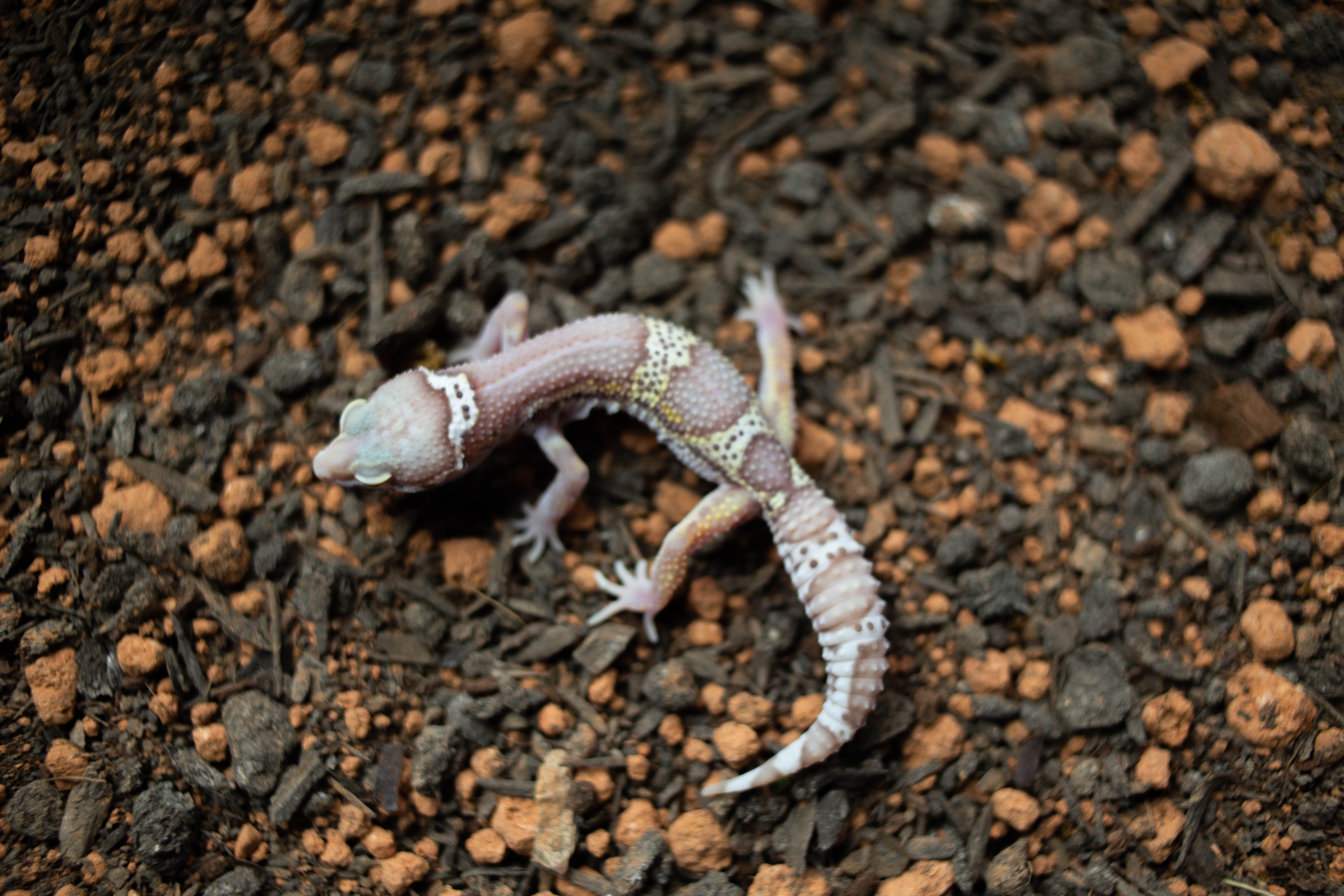 6. スノーベルブラックナイト (F)