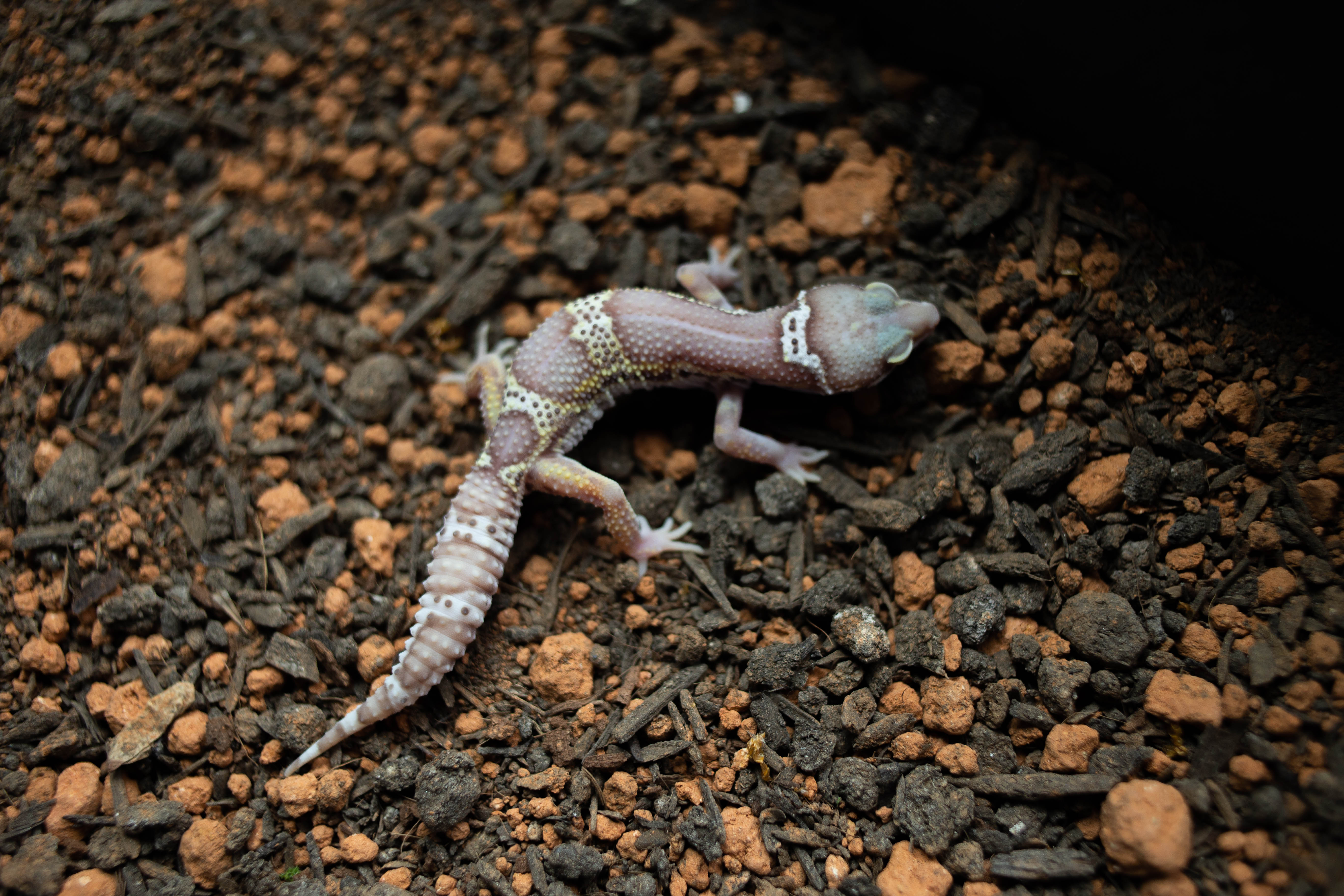 6. スノーベルブラックナイト (F) detail 1