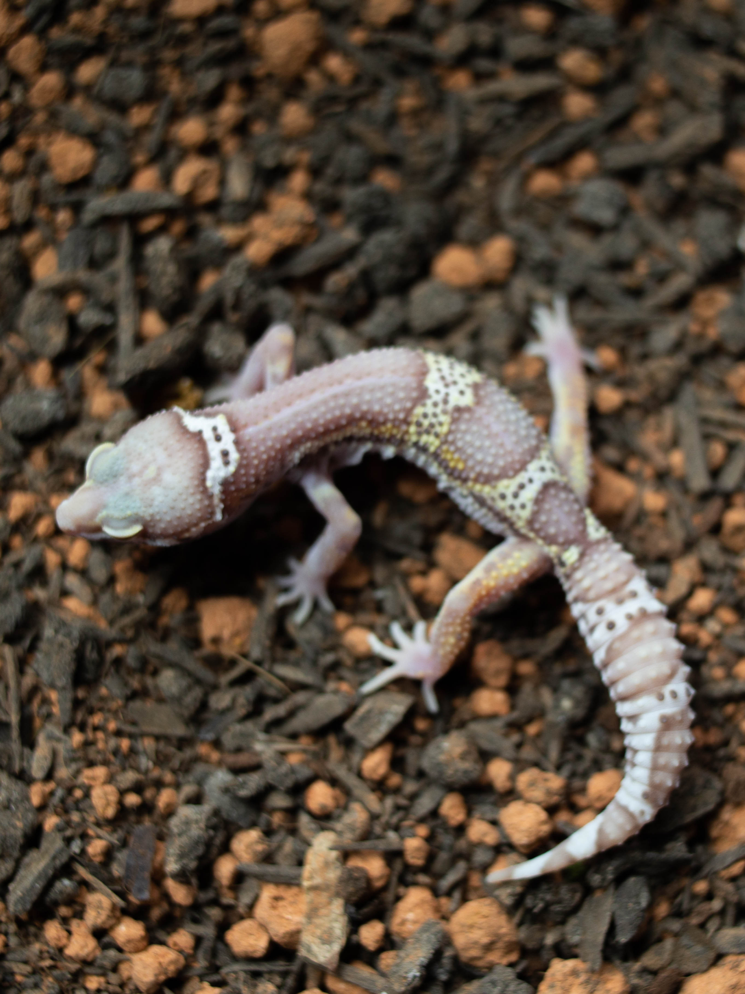 6. スノーベルブラックナイト (F) detail 2