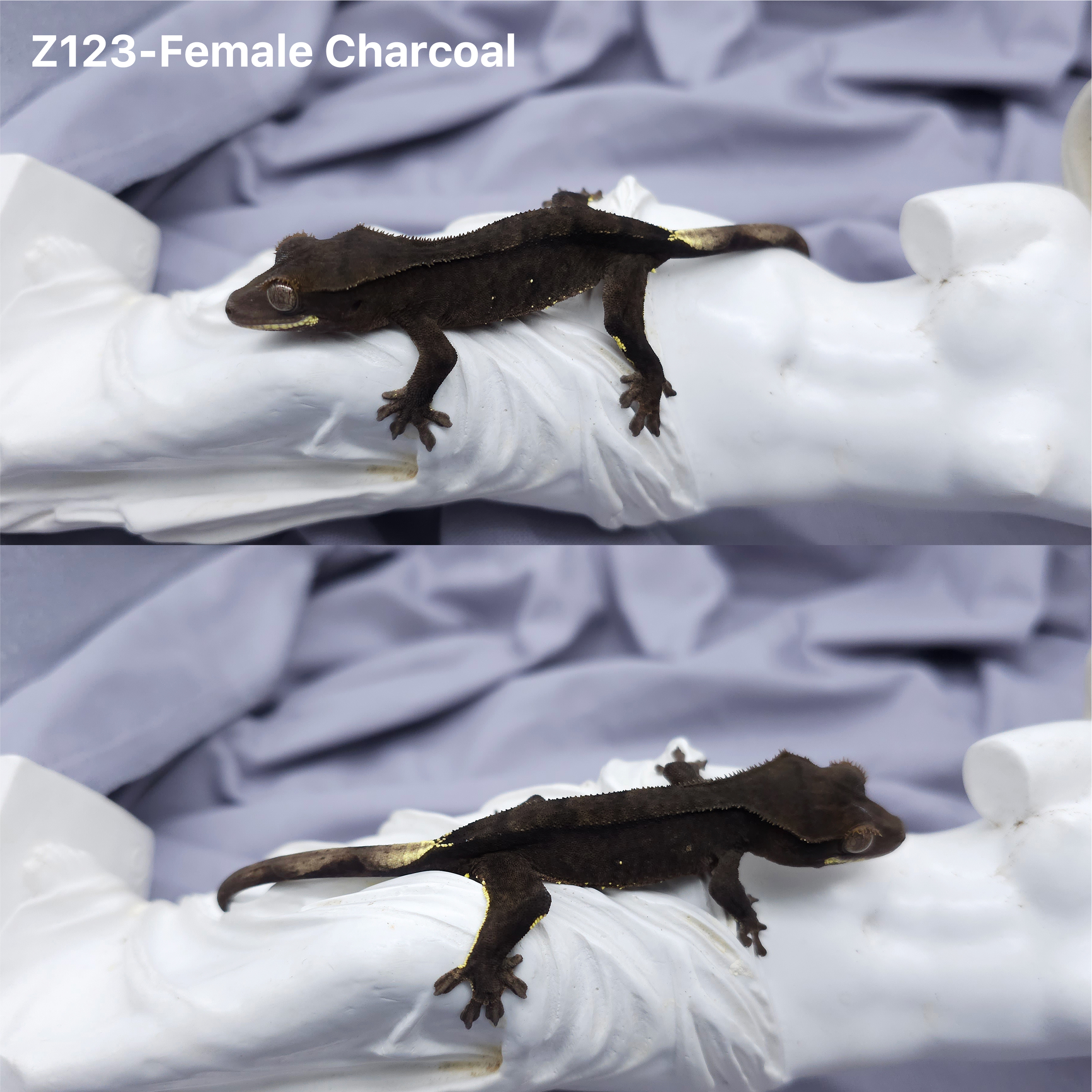 Z123 チャコール (F) detail 1