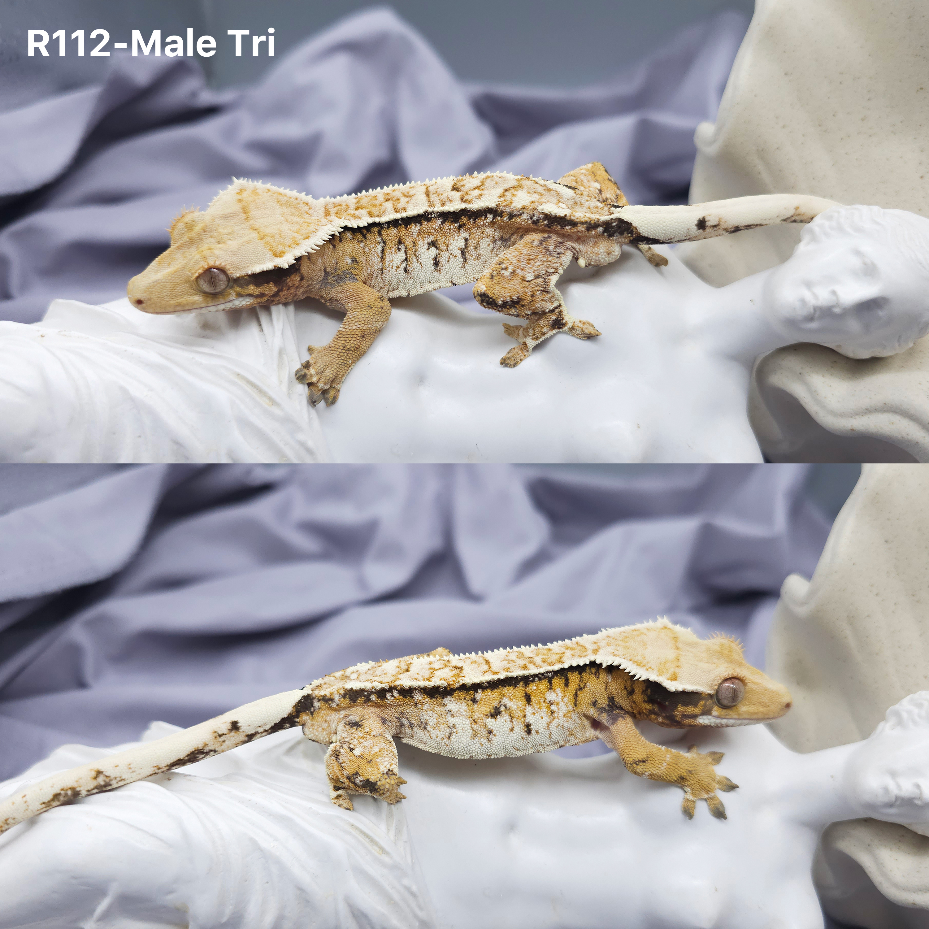 Z112 トライ (M) detail 1