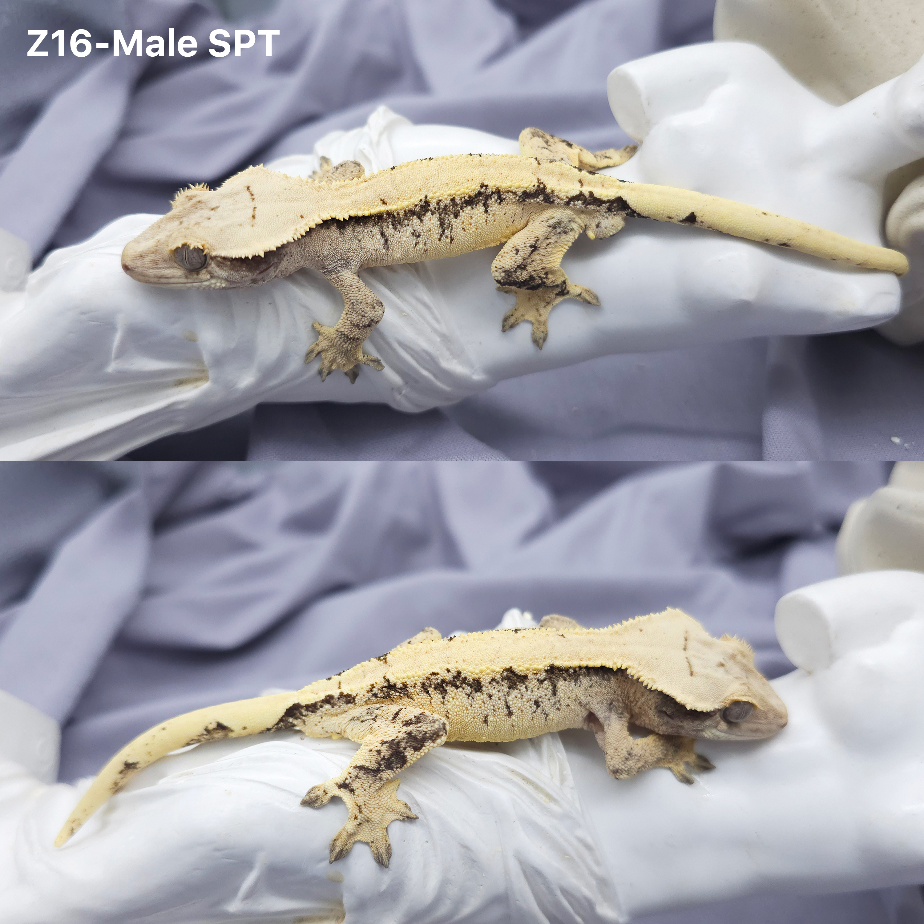 Z16 SPT (M) detail 1