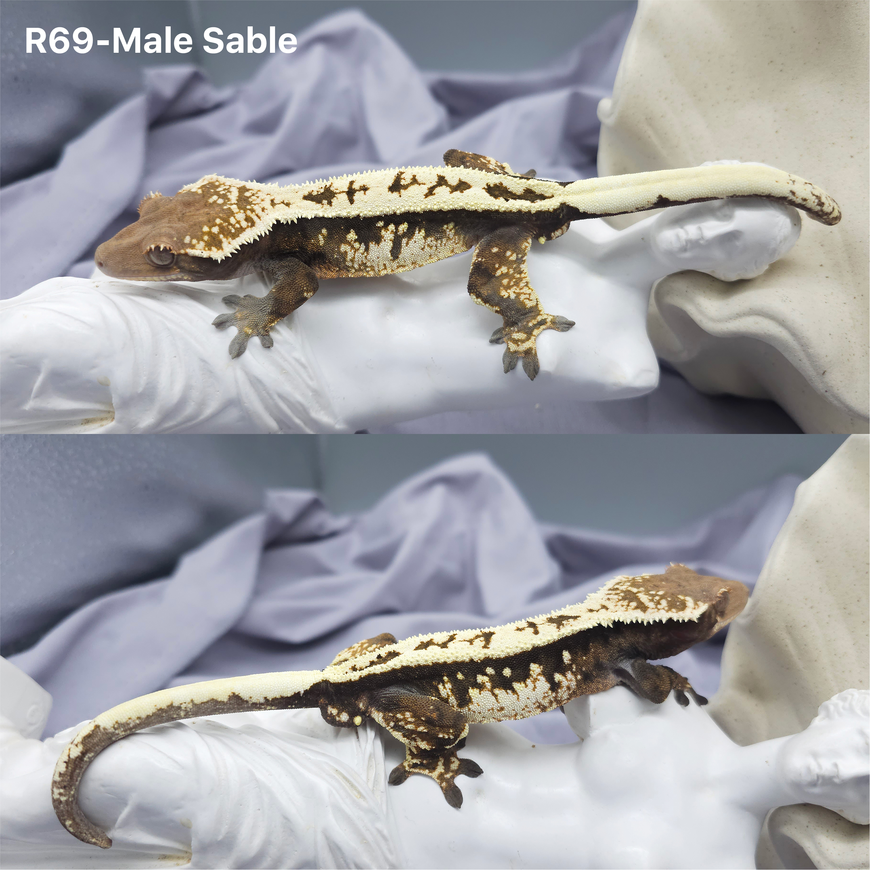 Z69 セーブル (M) detail 1