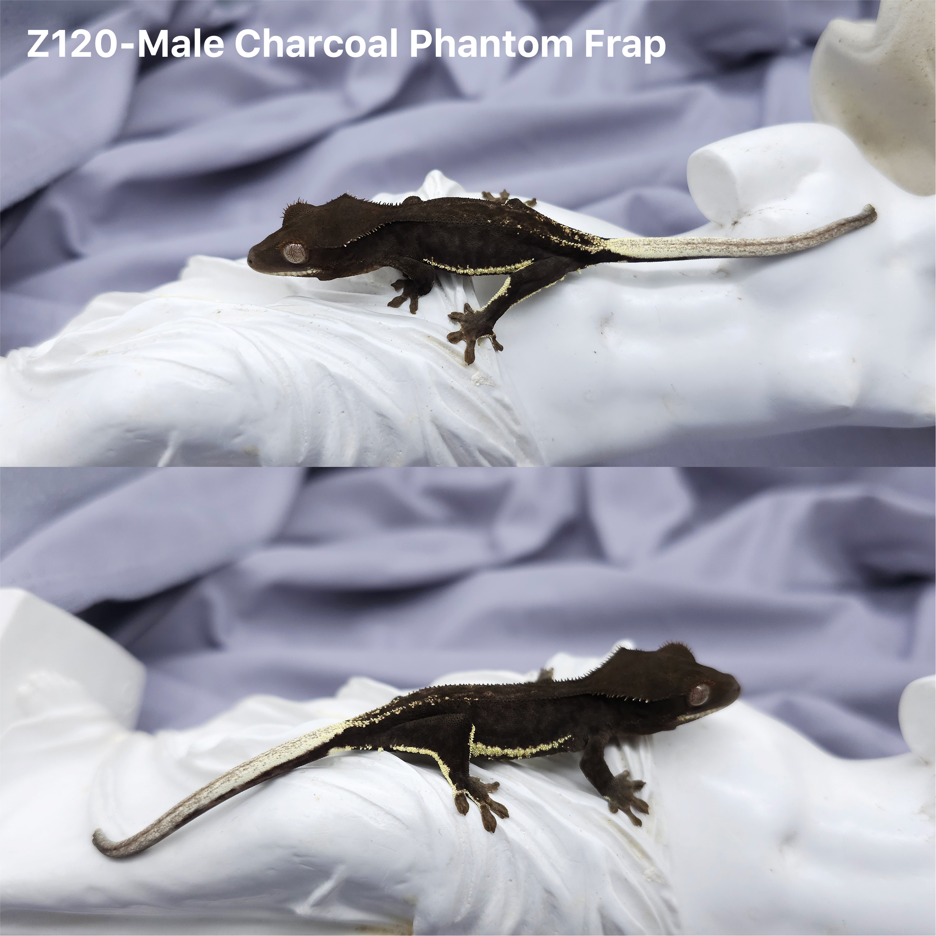 Z120 チャコールファントムフラペチーノ(M) detail 1