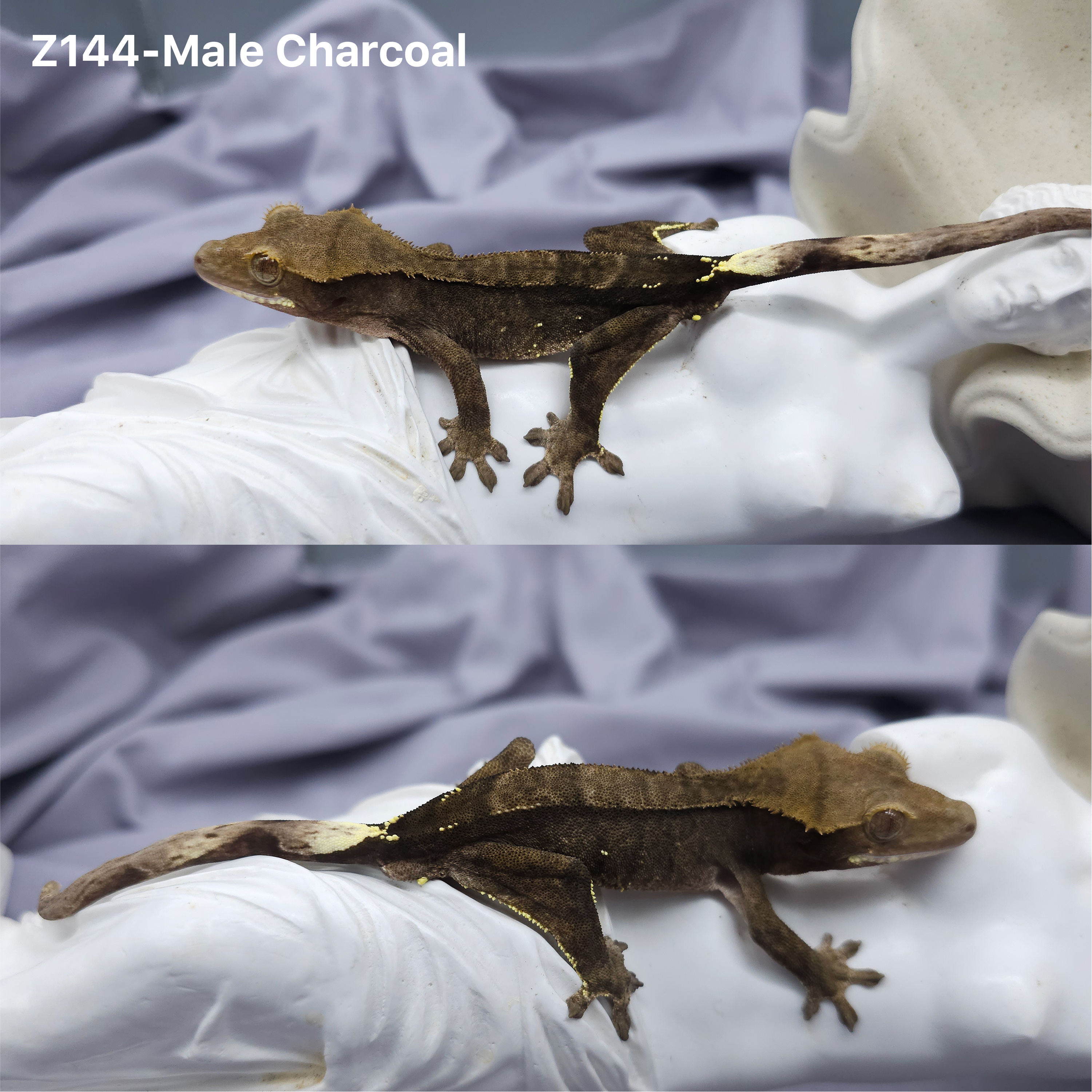 Z144 チャコール (M) detail 1