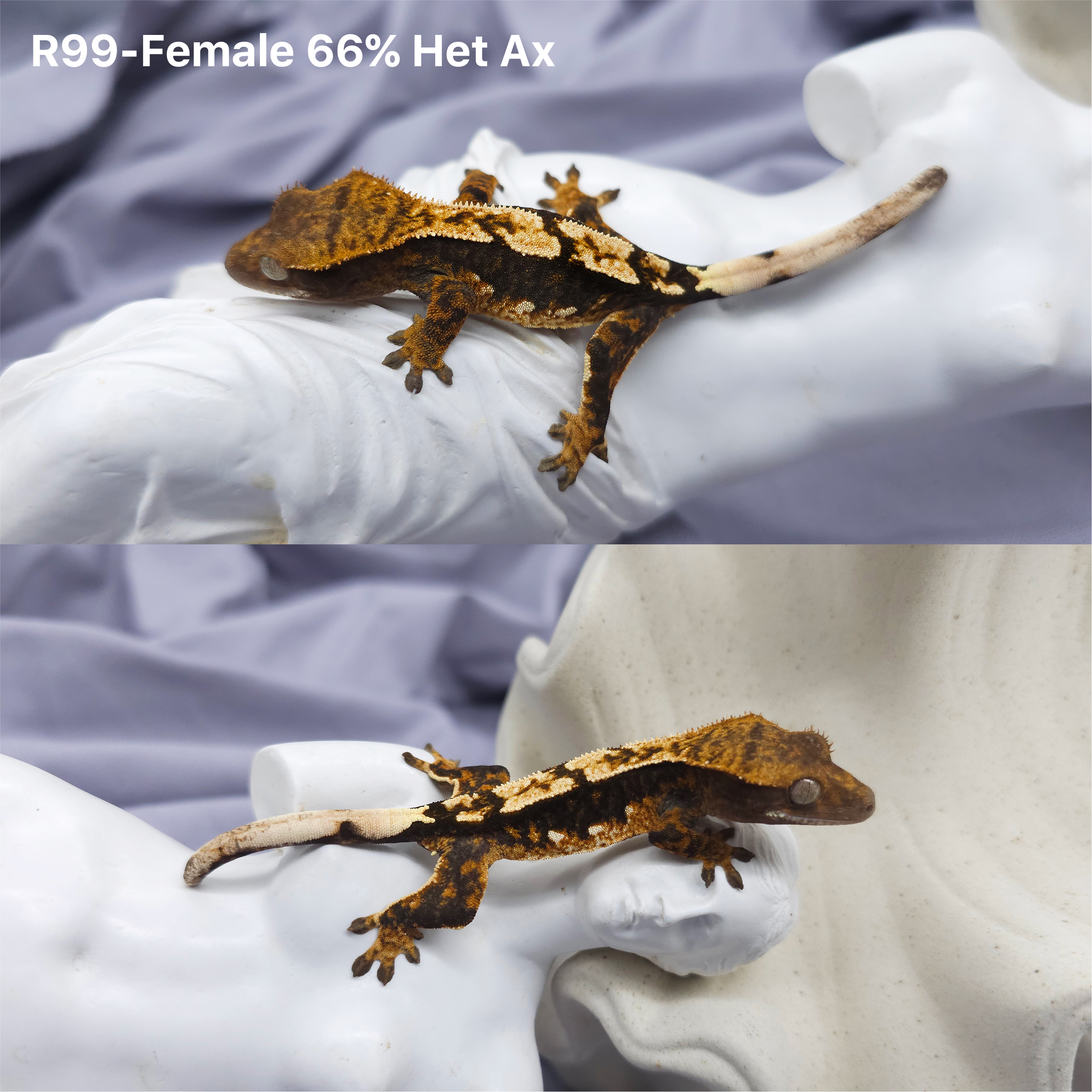 Z99 Het 66 アザンティック (F) detail 1