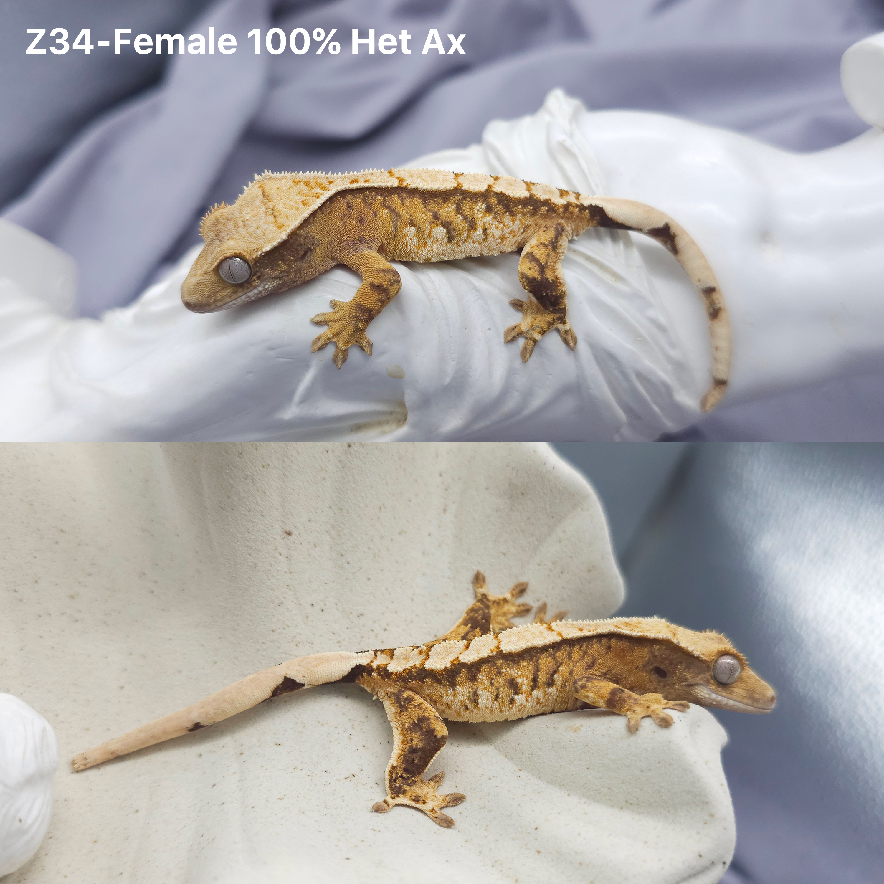 Z34 Het 100 Axanthic (F) detail 1