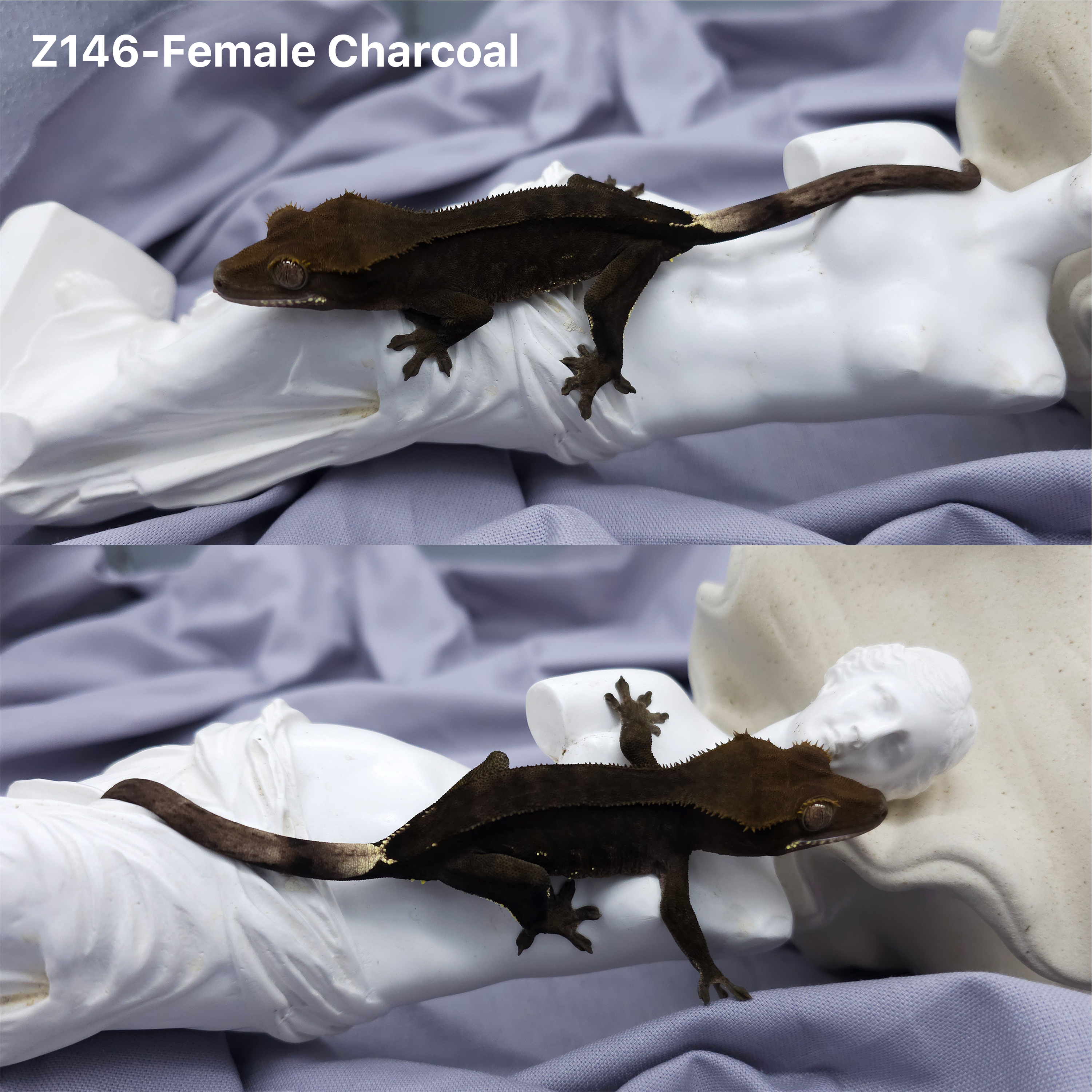 Z146 チャコール (F) detail 1