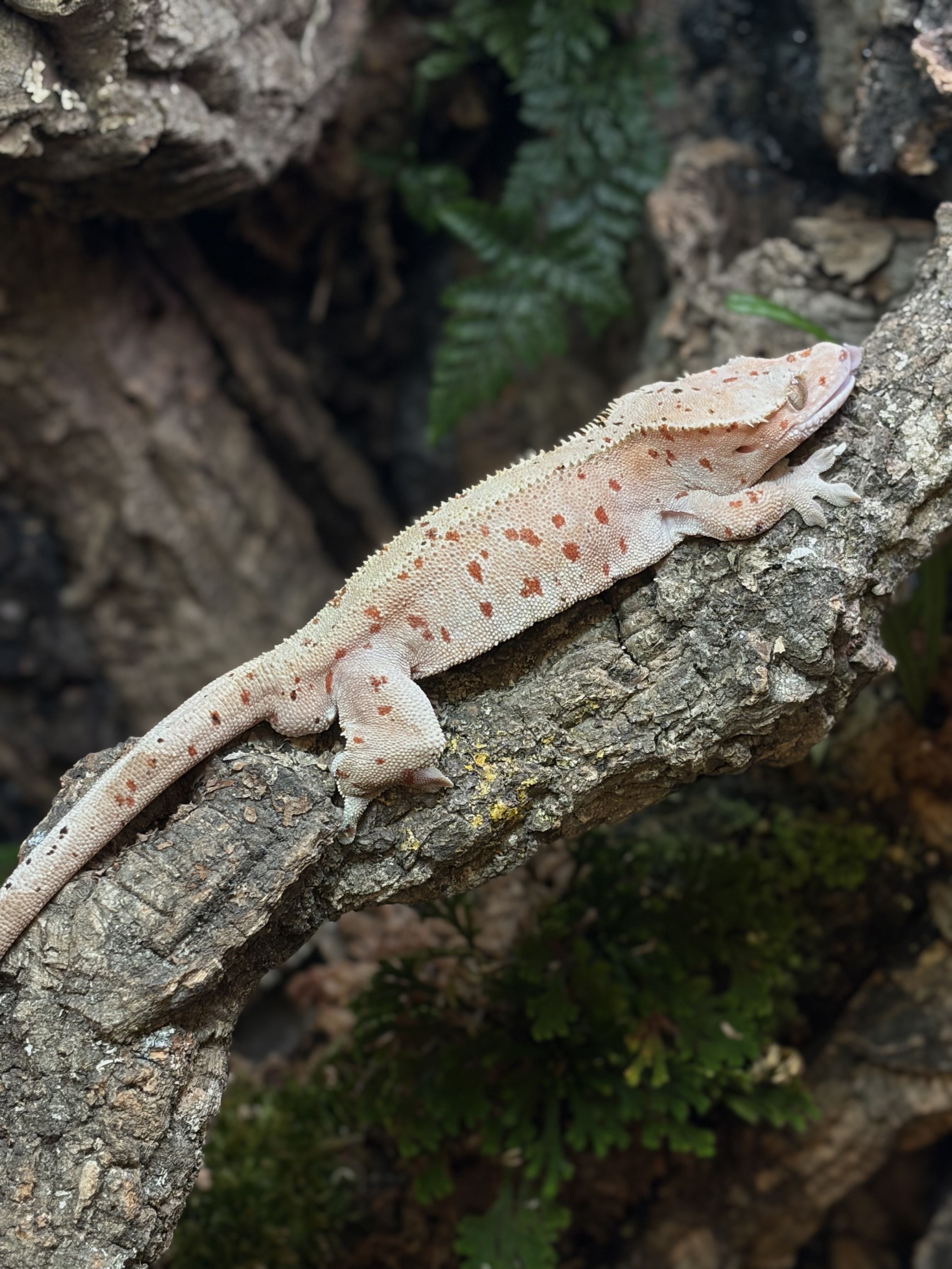 Primal 8. ダルメシアン (M) detail 1