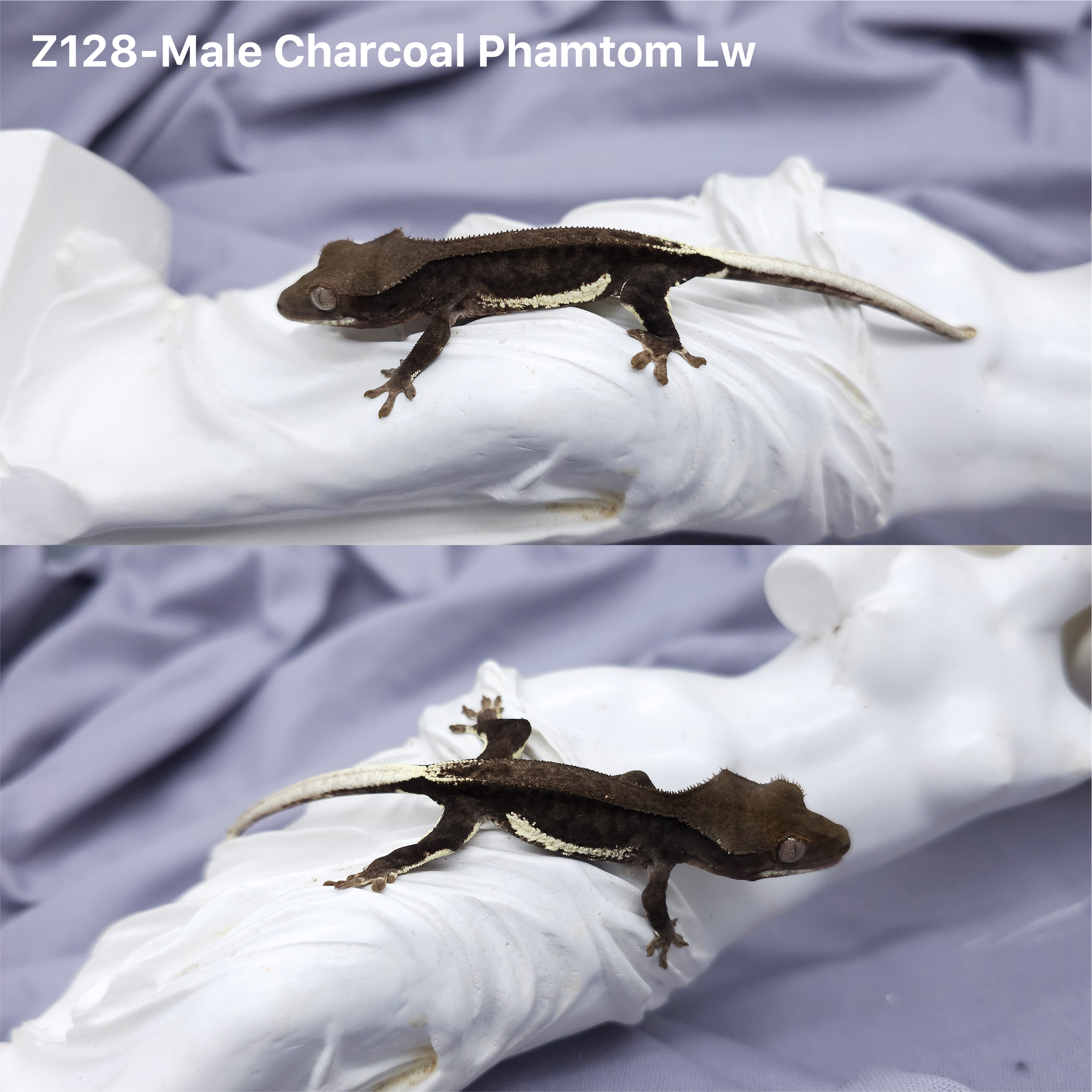 Z128 チャコールファントムリリー (M) detail 1