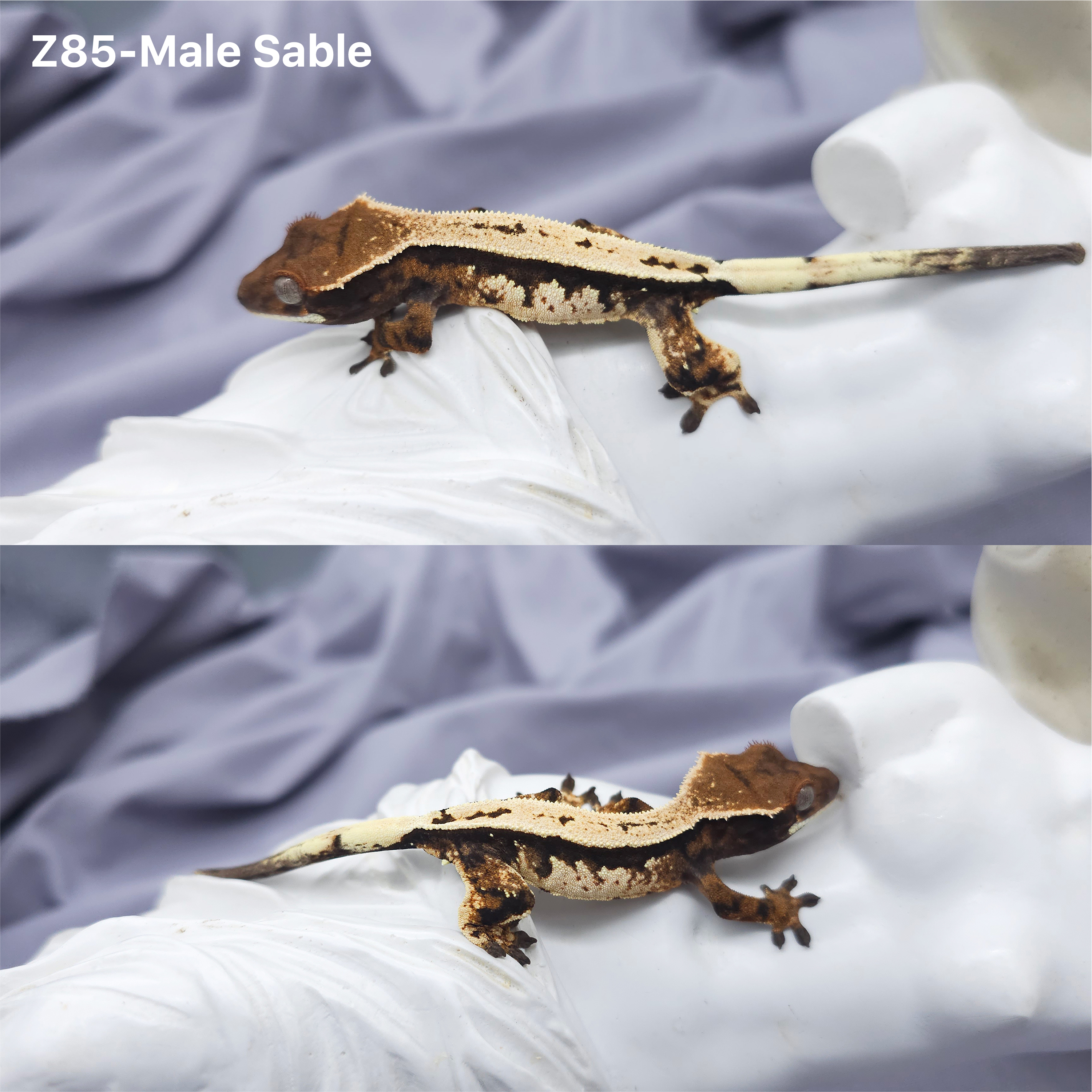 Z85 Sable (M) detail 1