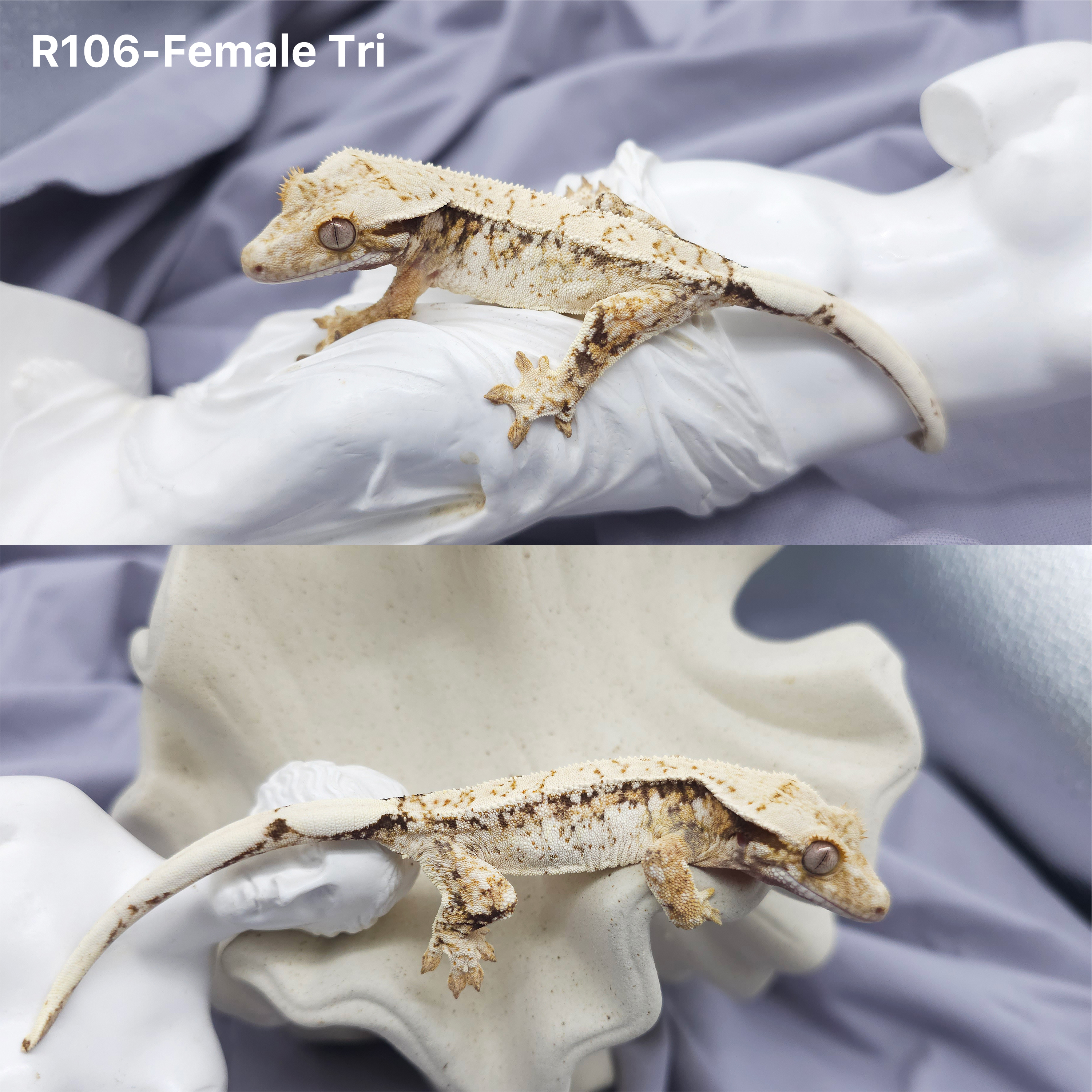 Z106 トライ (F) detail 1