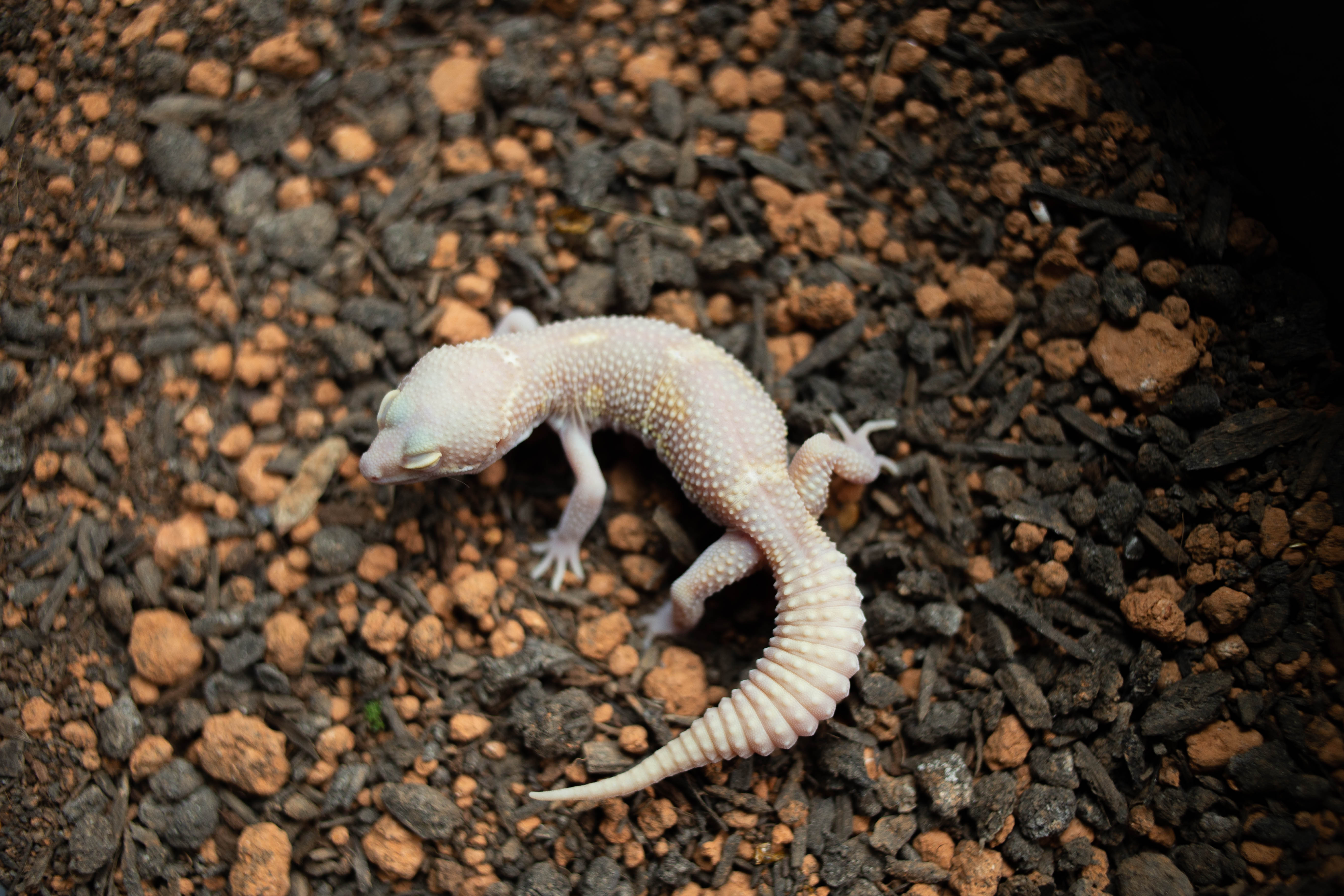 7. Snow Bell Black Night (M) detail 1