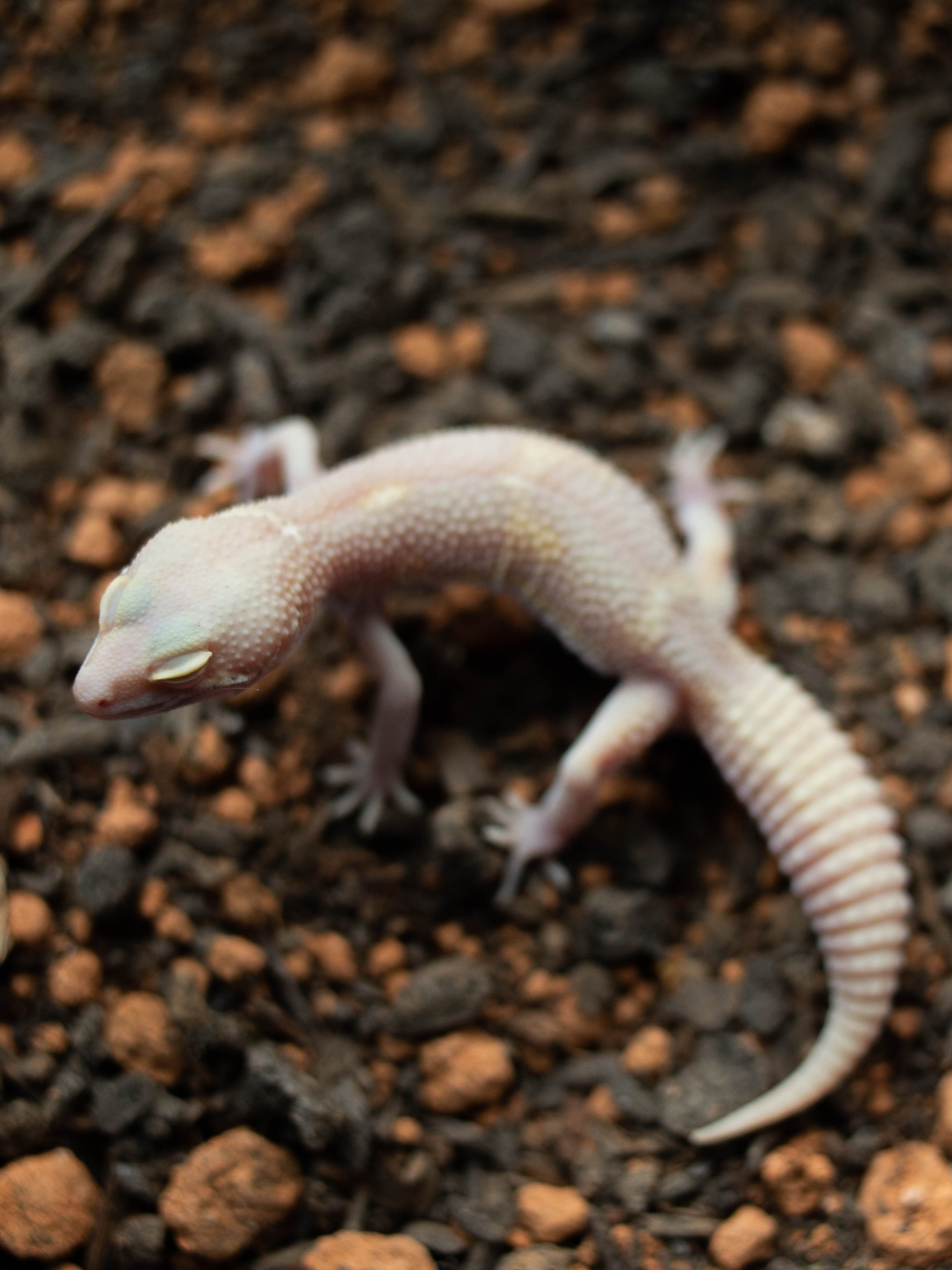 7. Snow Bell Black Night (M) detail 2