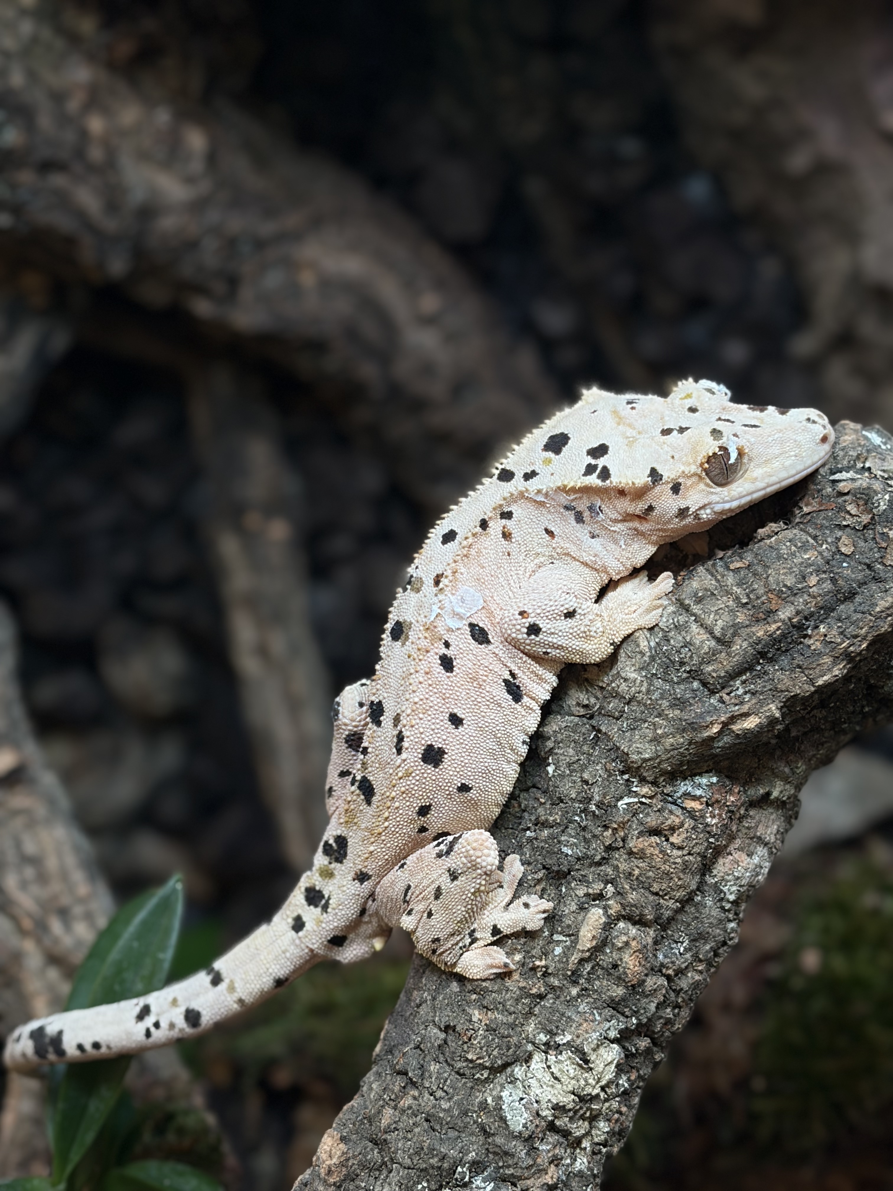 Primal 3. ダルメシアン (M) detail 1