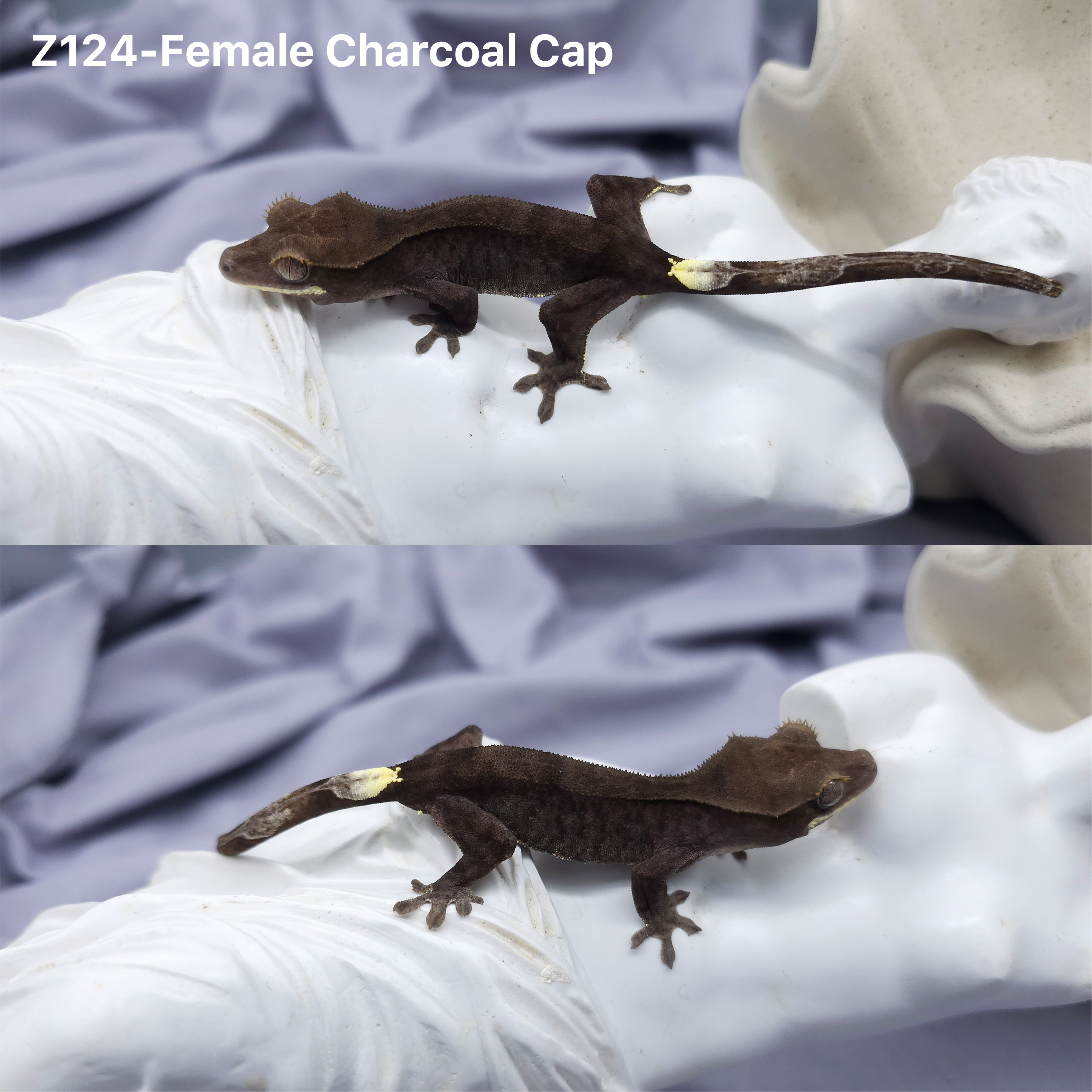 Z124 チャコールカプチーノ (F) detail 1