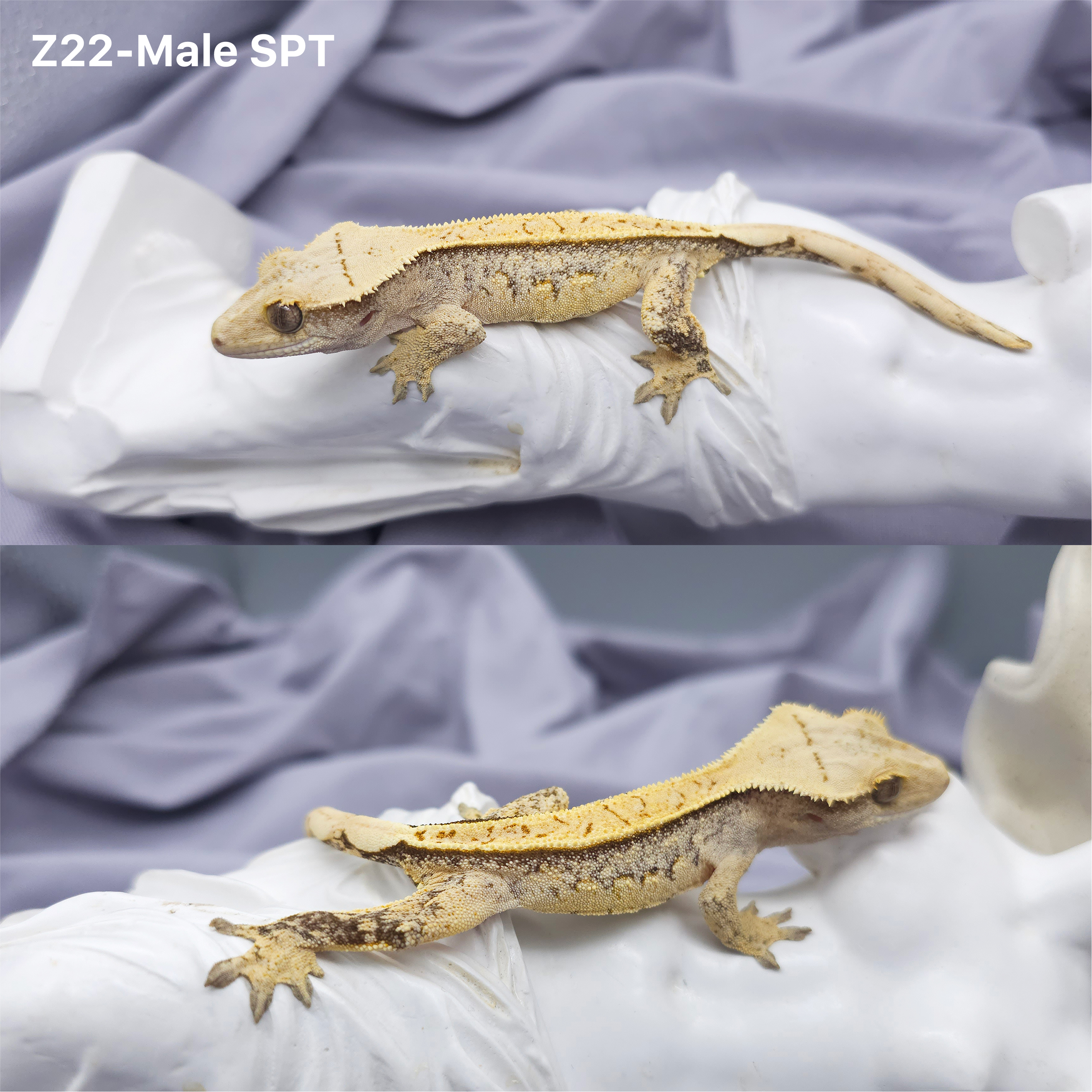 Z22 SPT (M) detail 1