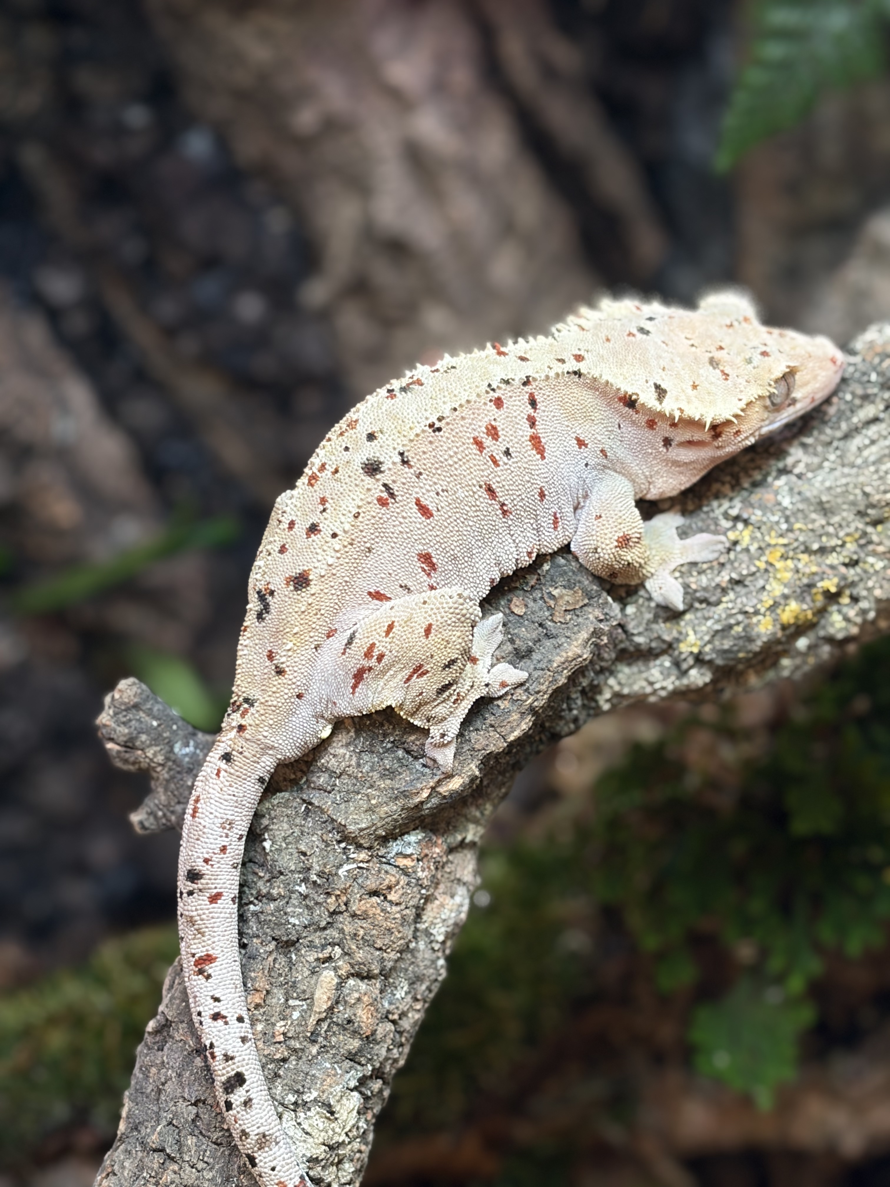 Primal 15. Dalmatian (F) detail 1