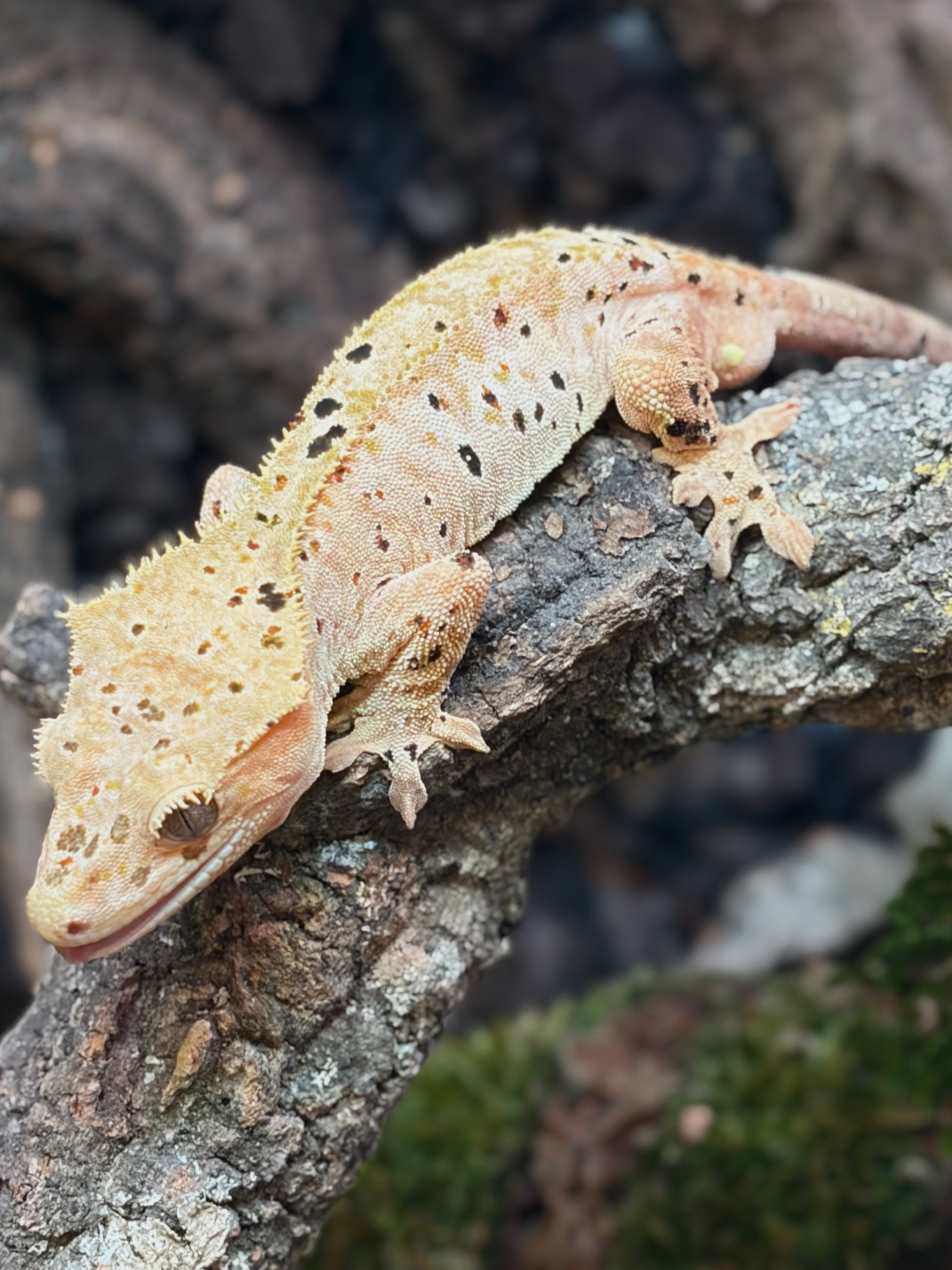 Primal 15. Dalmatian (F) detail 2