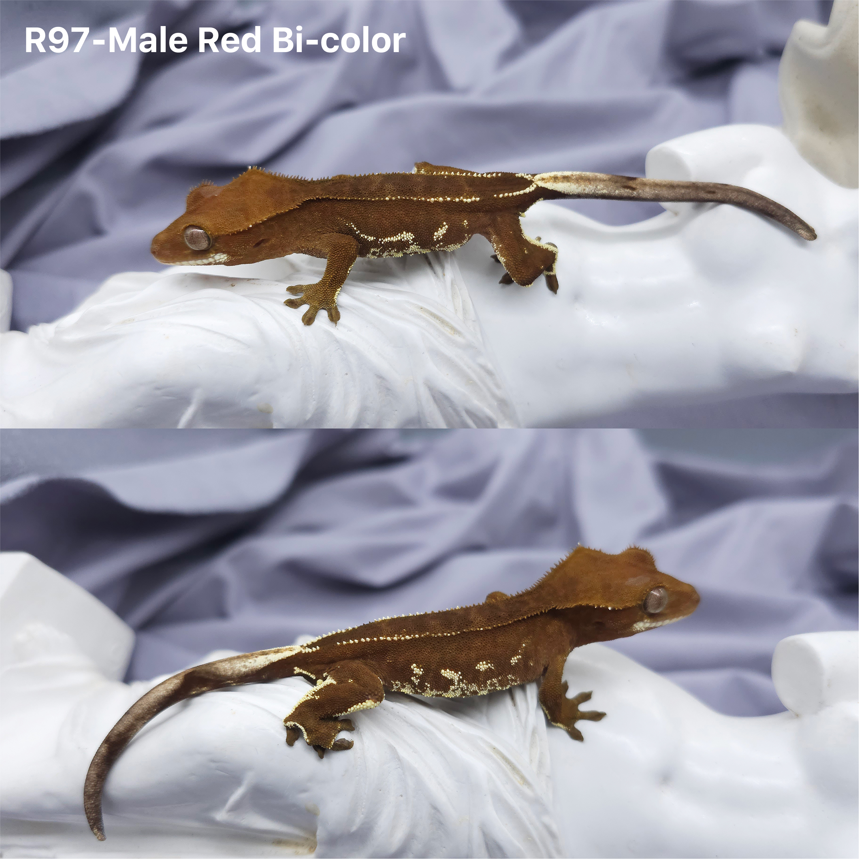 Z97 Red Bicolor (M) detail 1