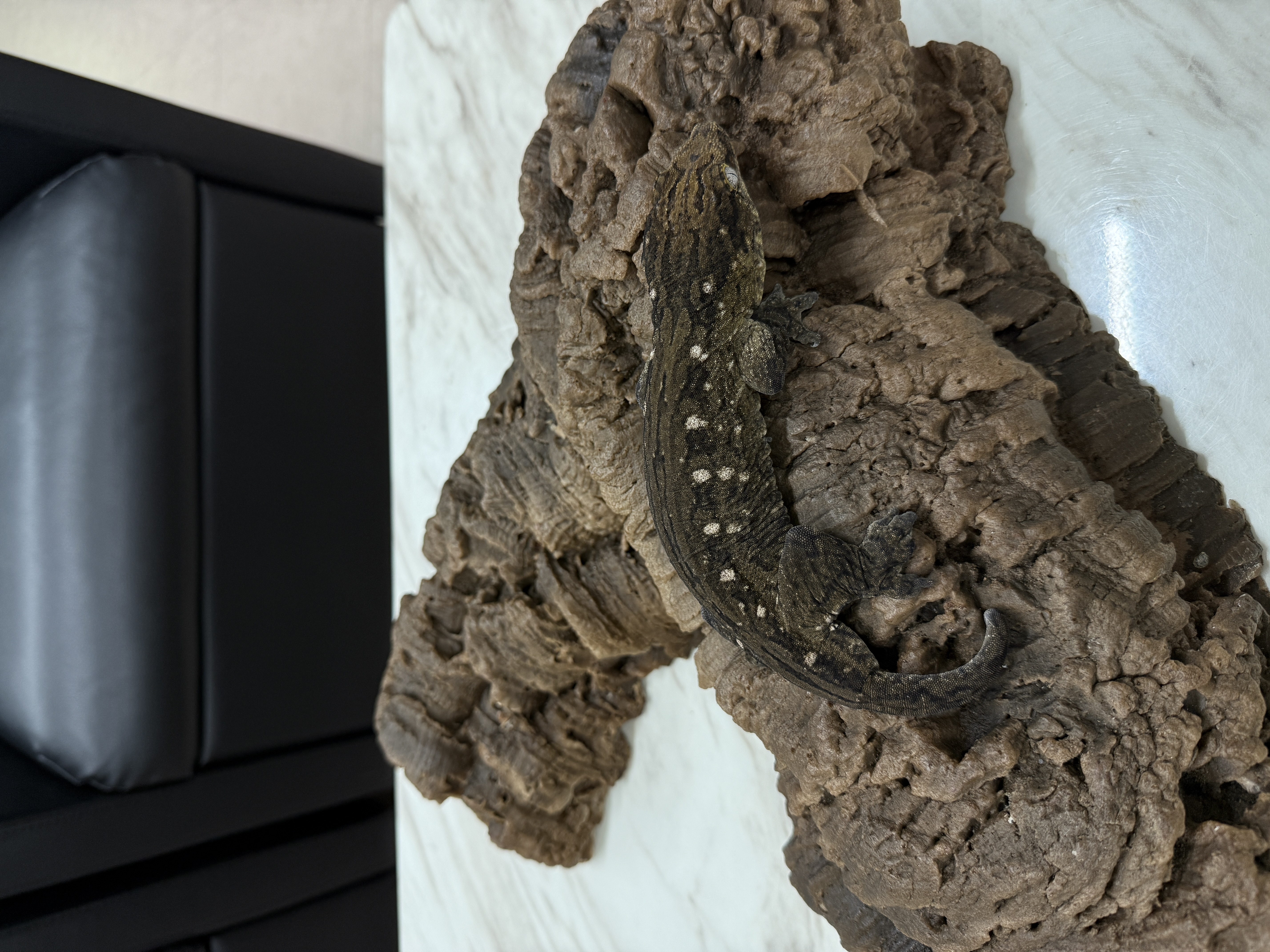 Leapin Leachies - カナワ X (M) detail 1