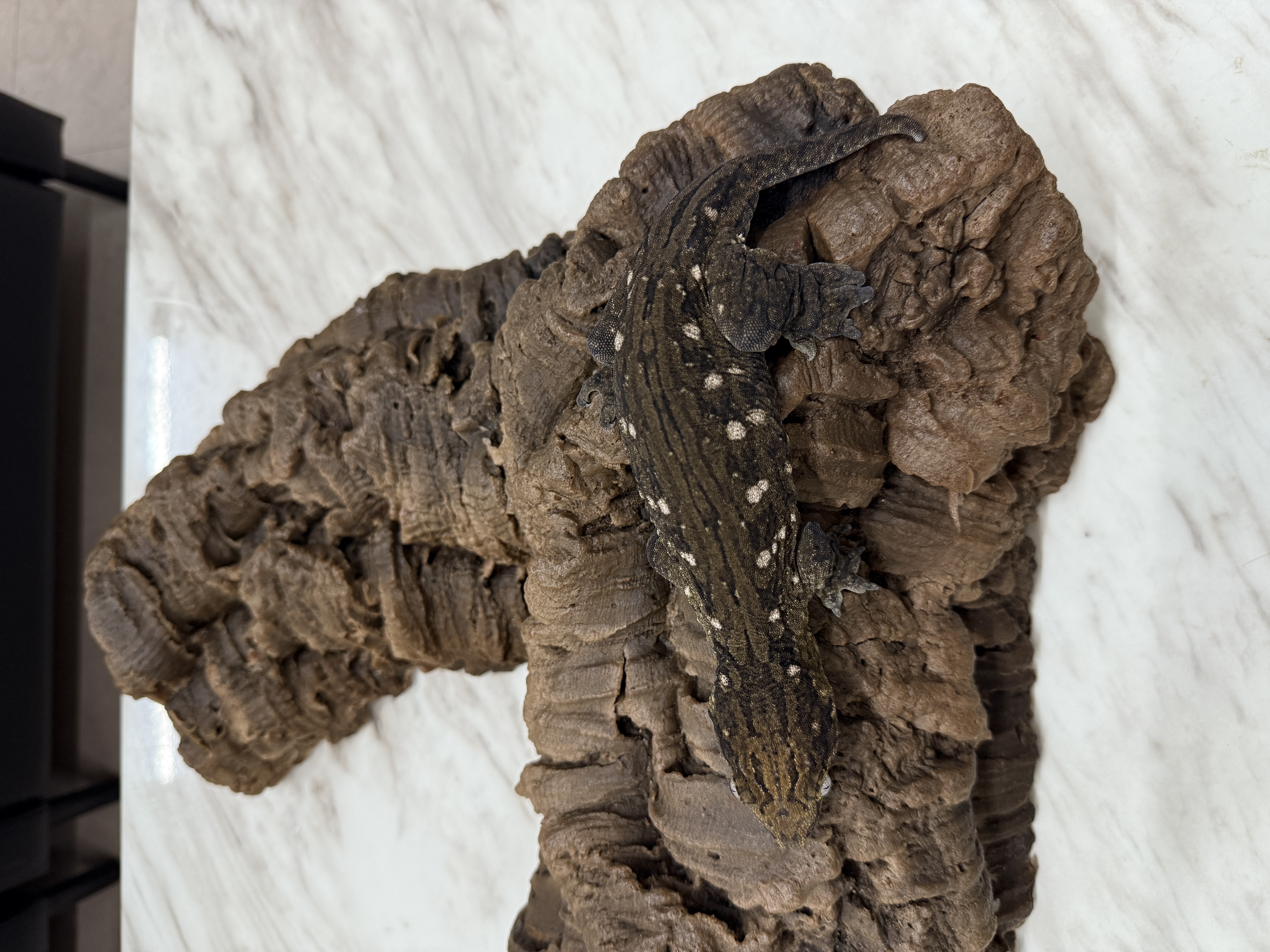 Leapin Leachies - カナワ X (M) detail 2