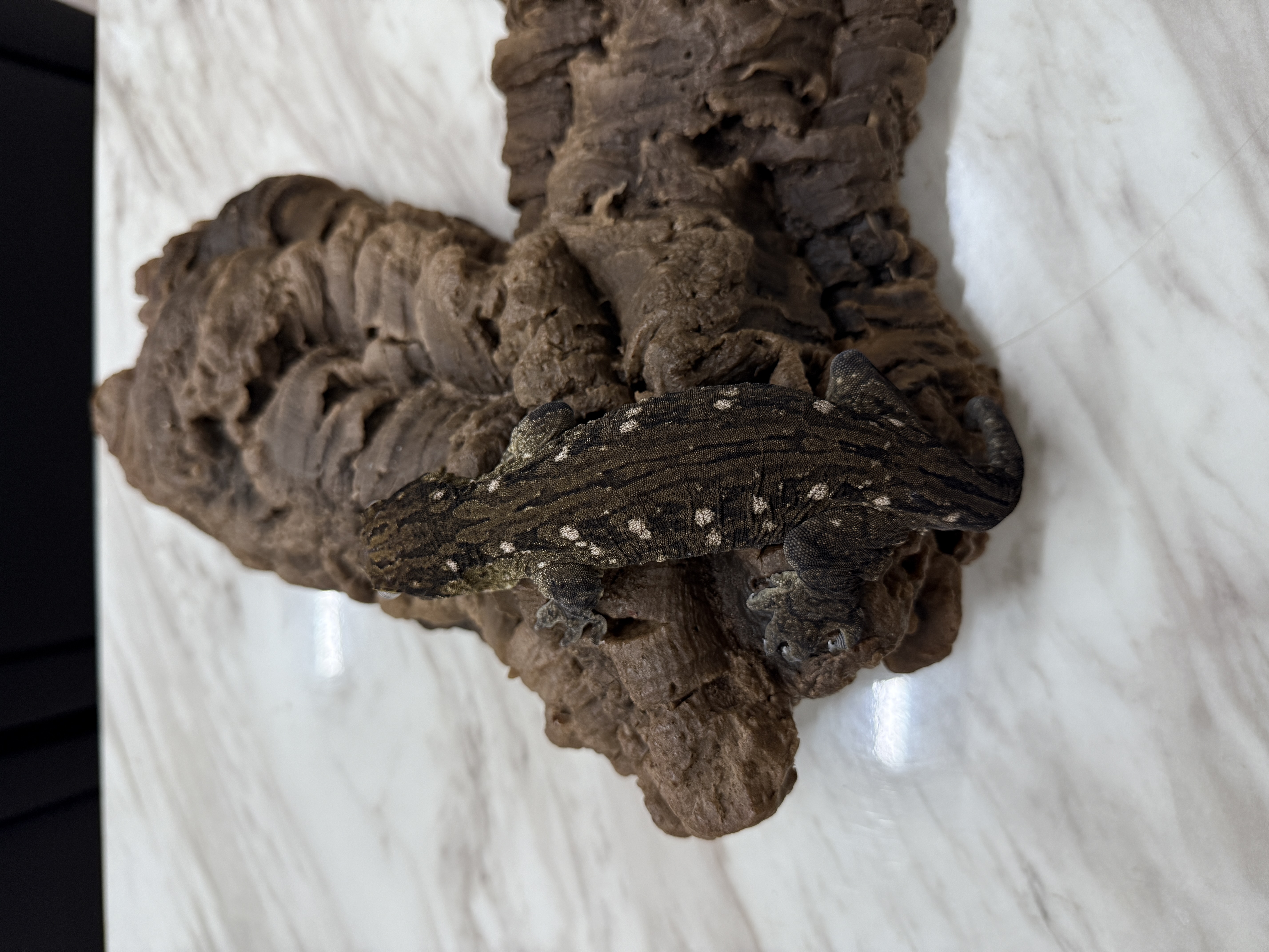 Leapin Leachies - カナワ X (M) detail 3