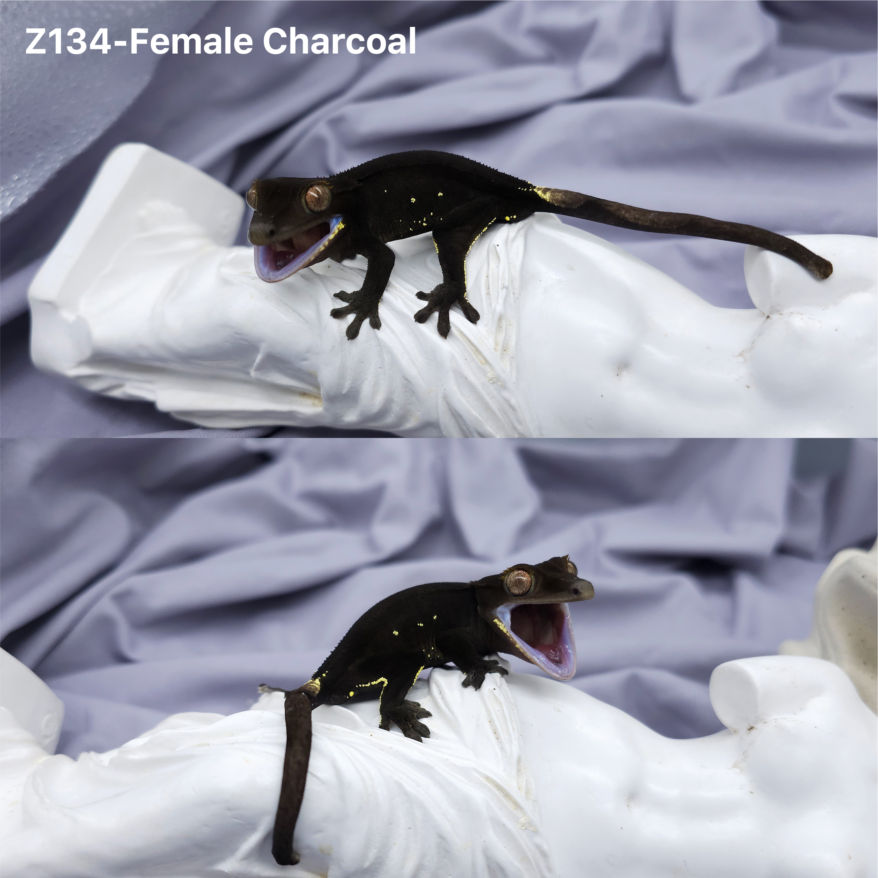 Z134 Charcoal (F) detail 1