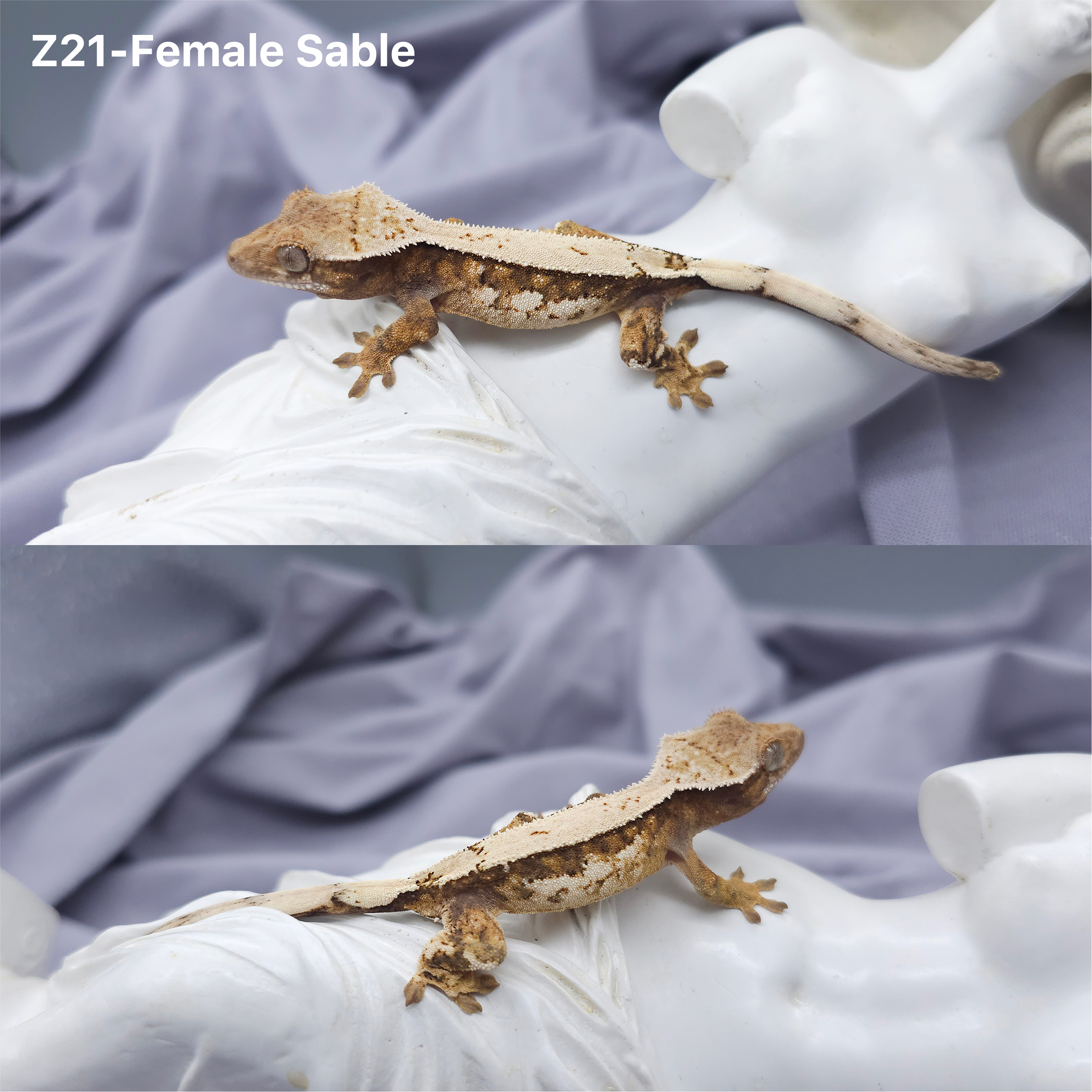 Z21 セーブル (F) detail 1