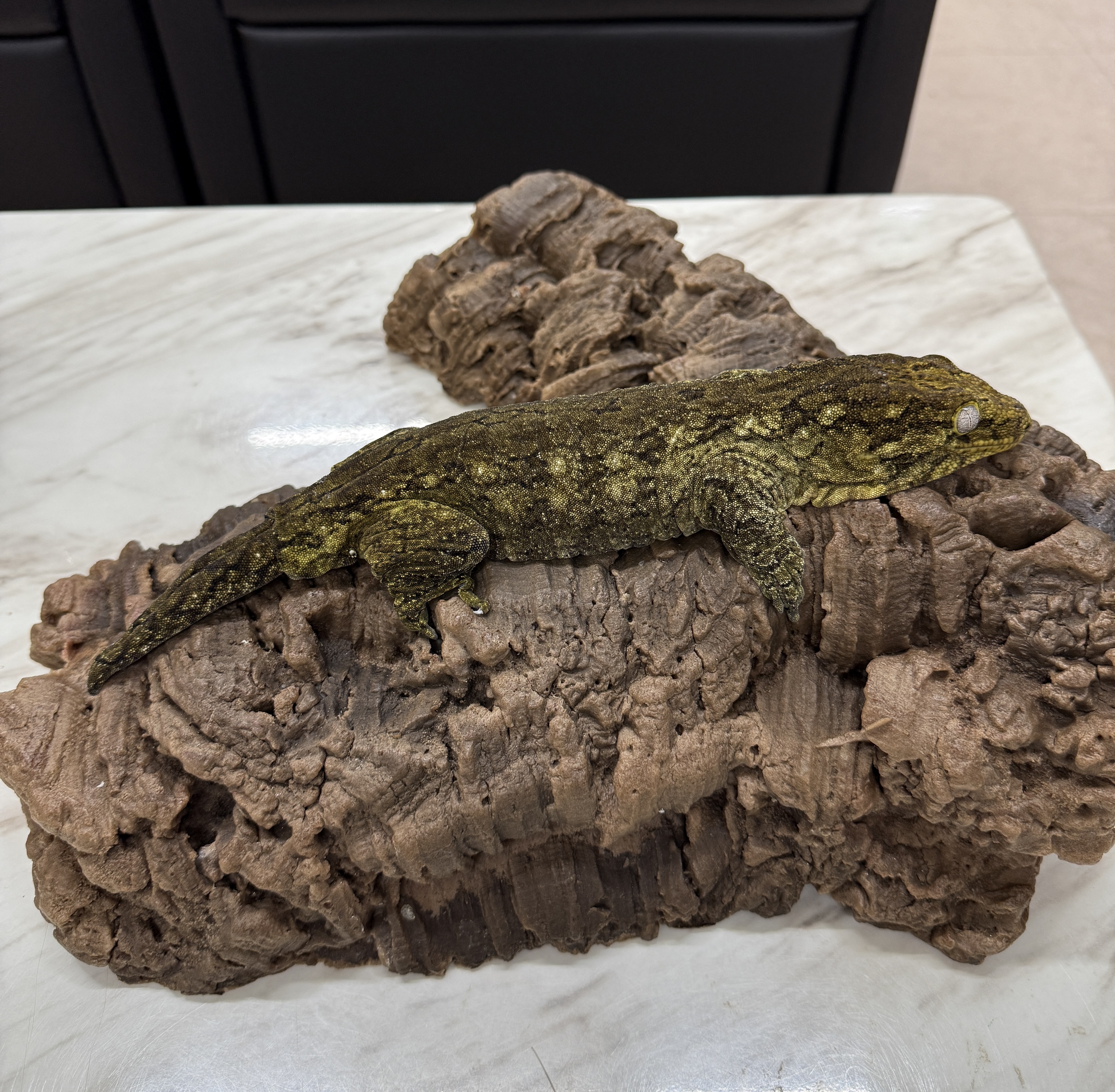 Leapin Leachies - タイプ A (F) detail 1