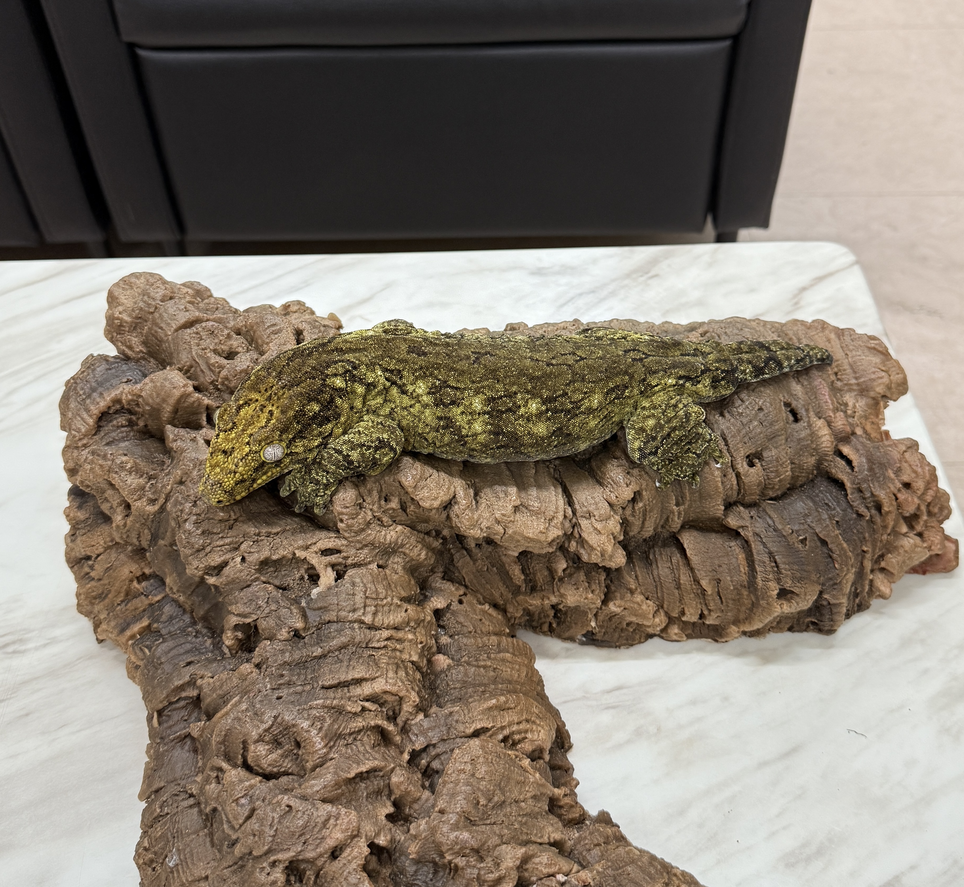 Leapin Leachies - タイプ A (F) detail 2