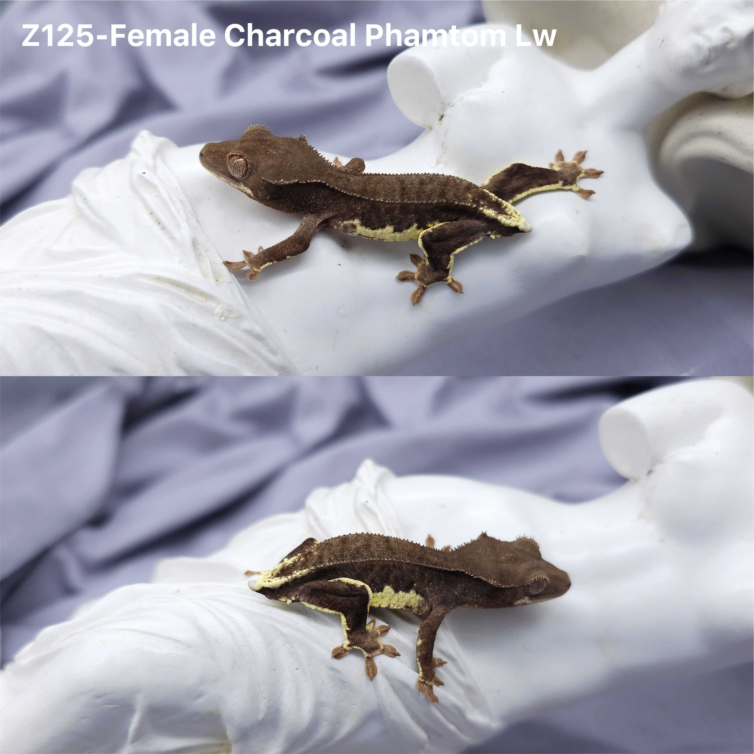 Z125 チャコールファントムリリー (F) detail 1