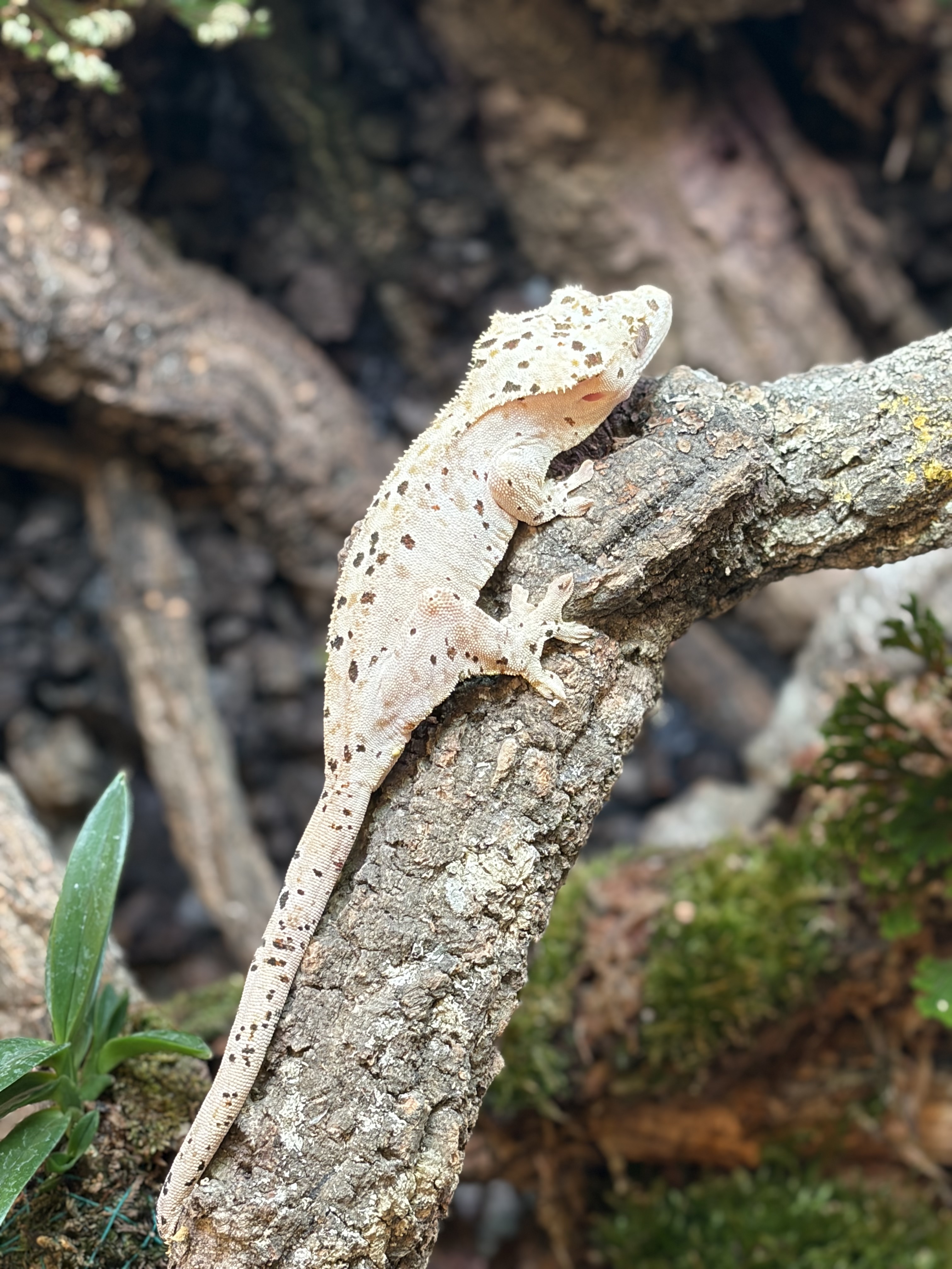 Primal 6. Dalmatian (F) detail 1