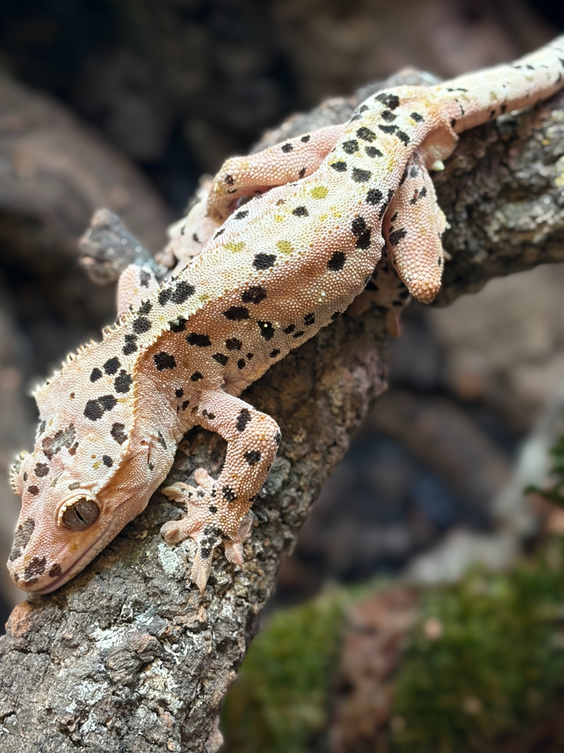 Primal 6. Dalmatian (F) detail 2