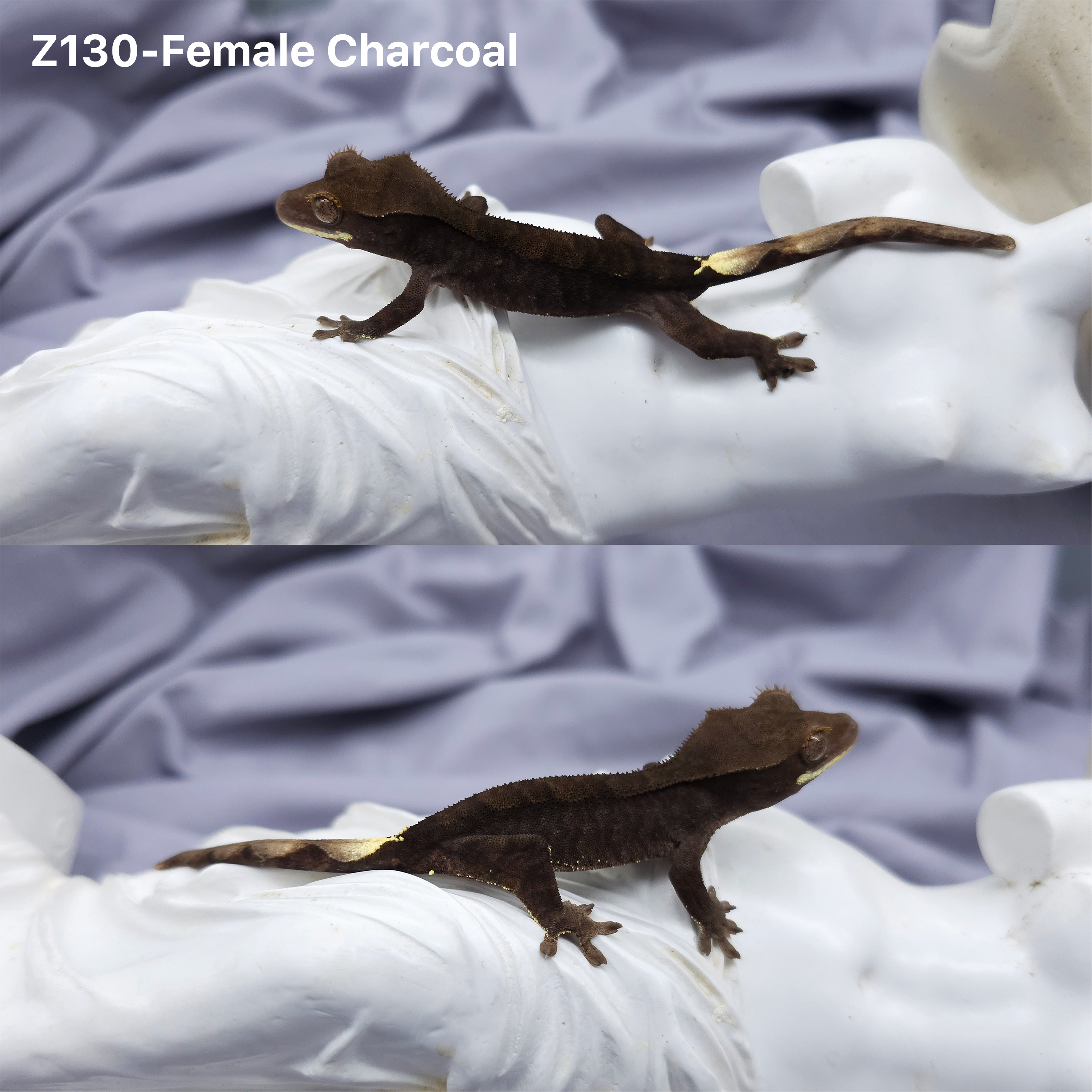 Z130 チャコール (F) detail 1