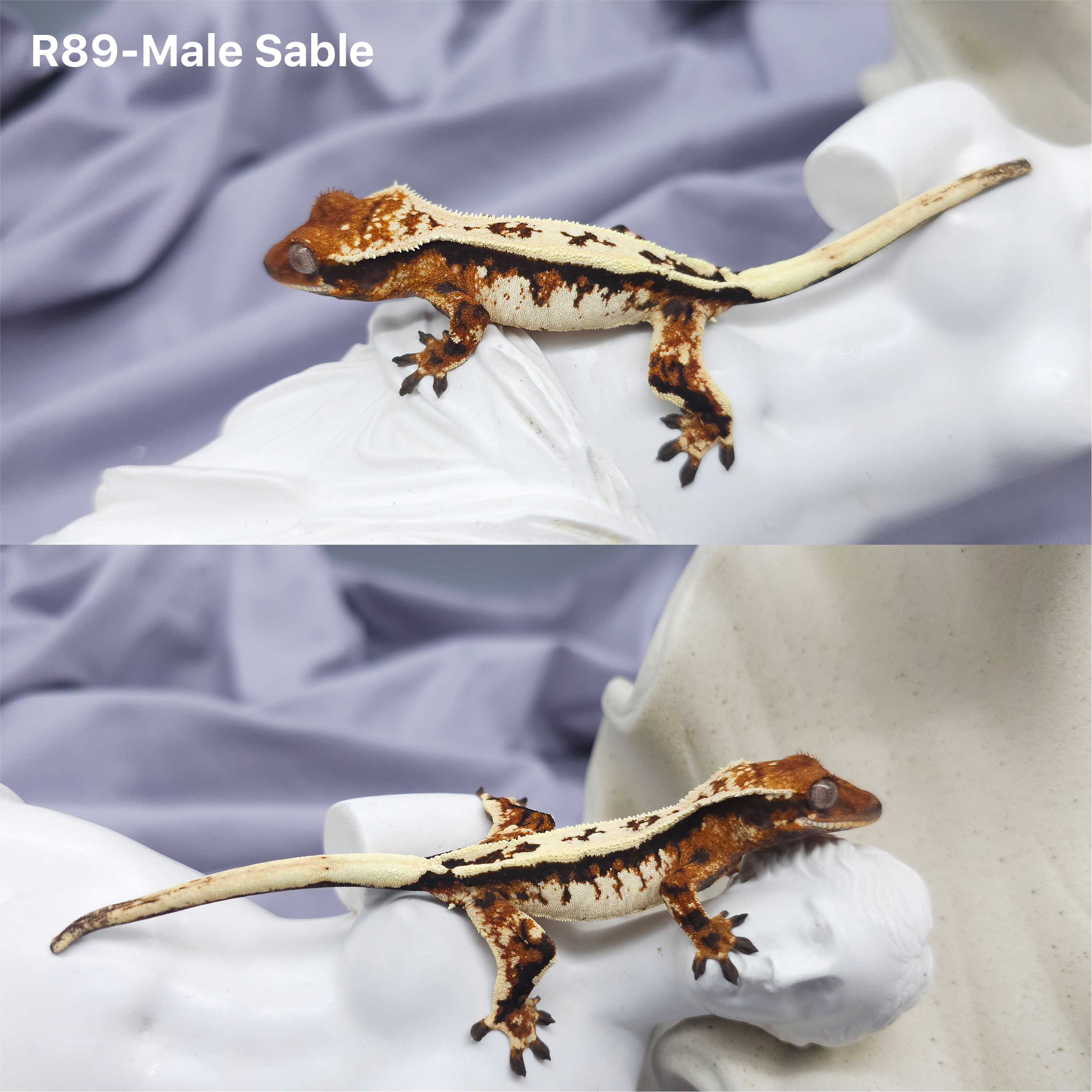 Z89 セーブル (M) detail 1