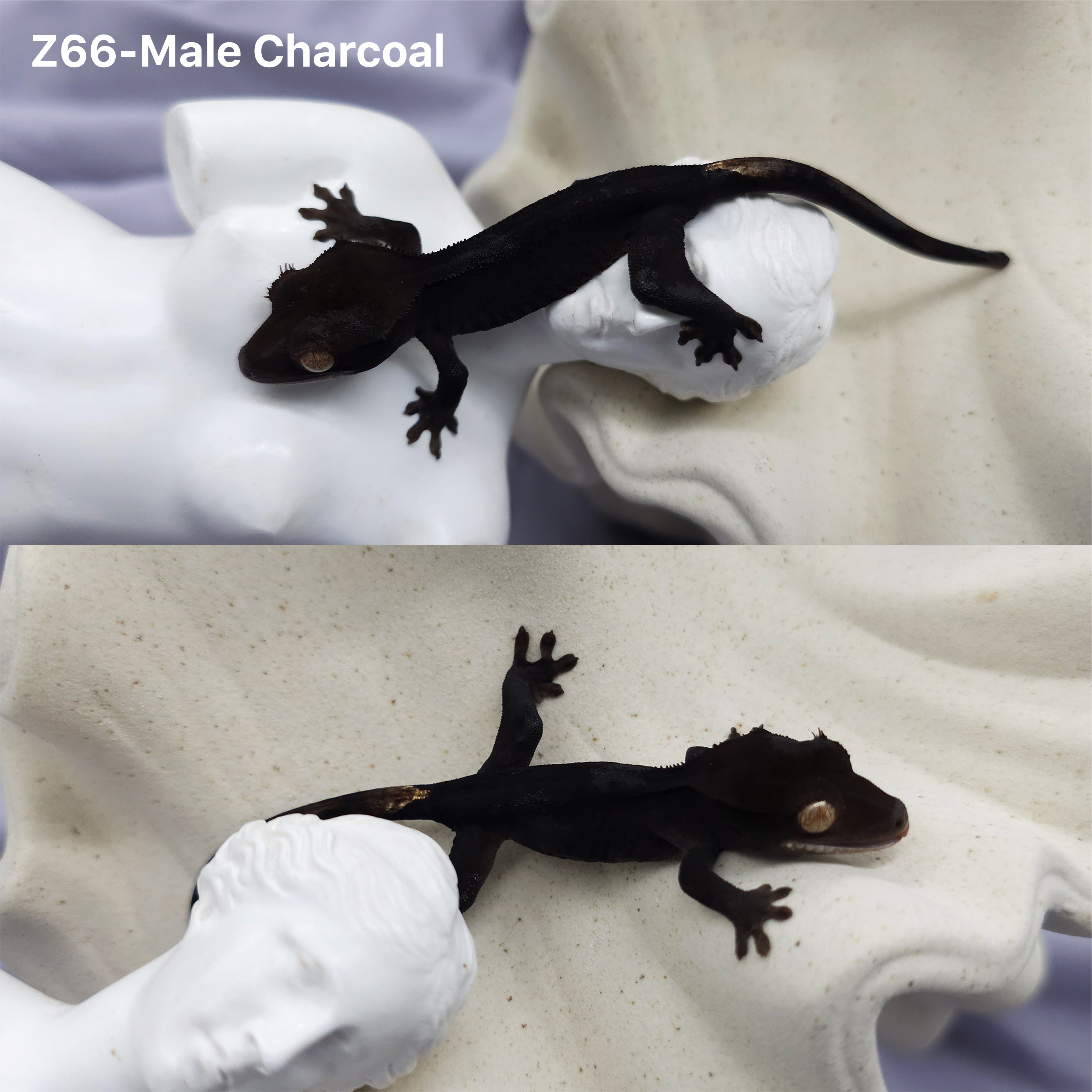 Z66 チャコール (M) detail 1