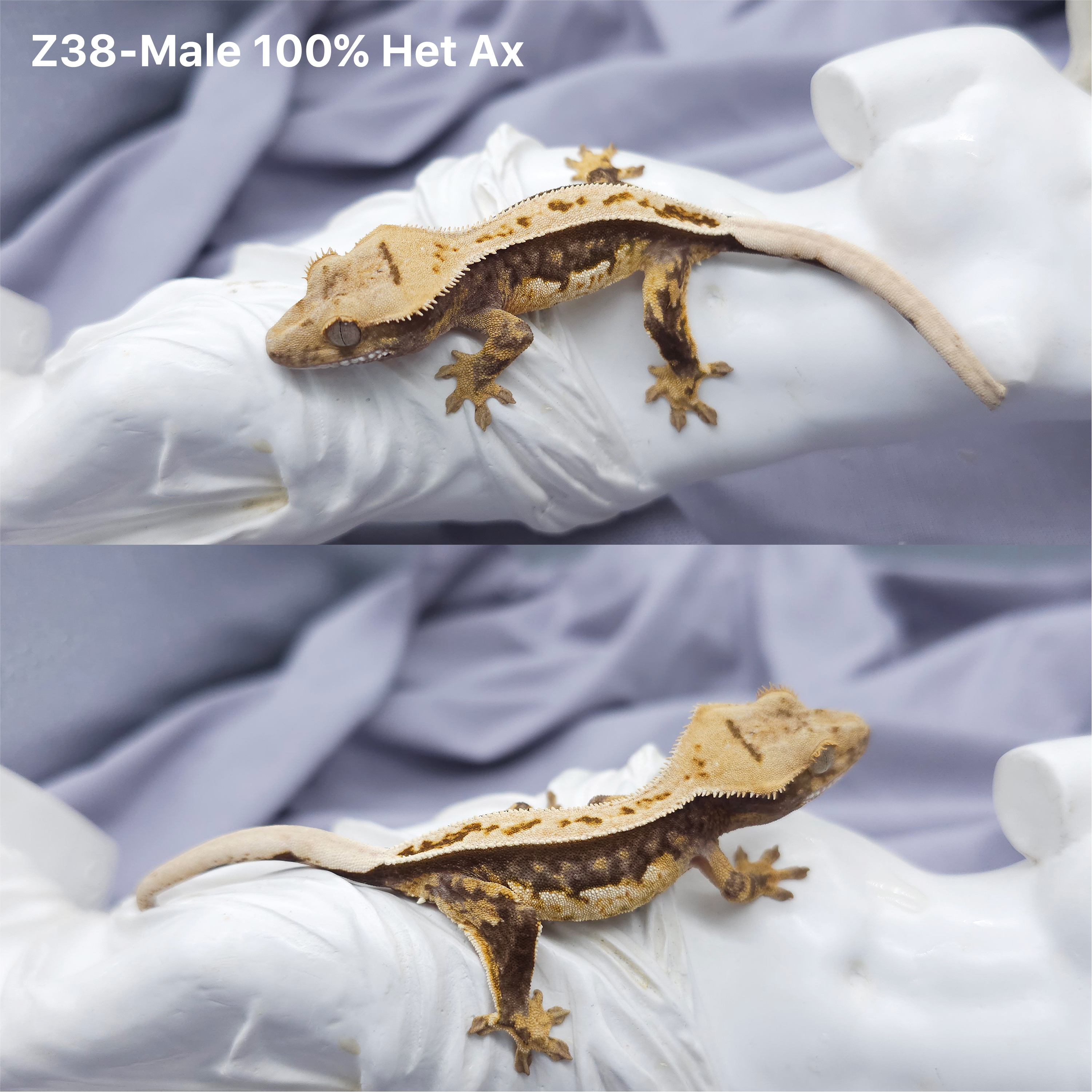 Z38 Het 100 アザンティック (M) detail 1