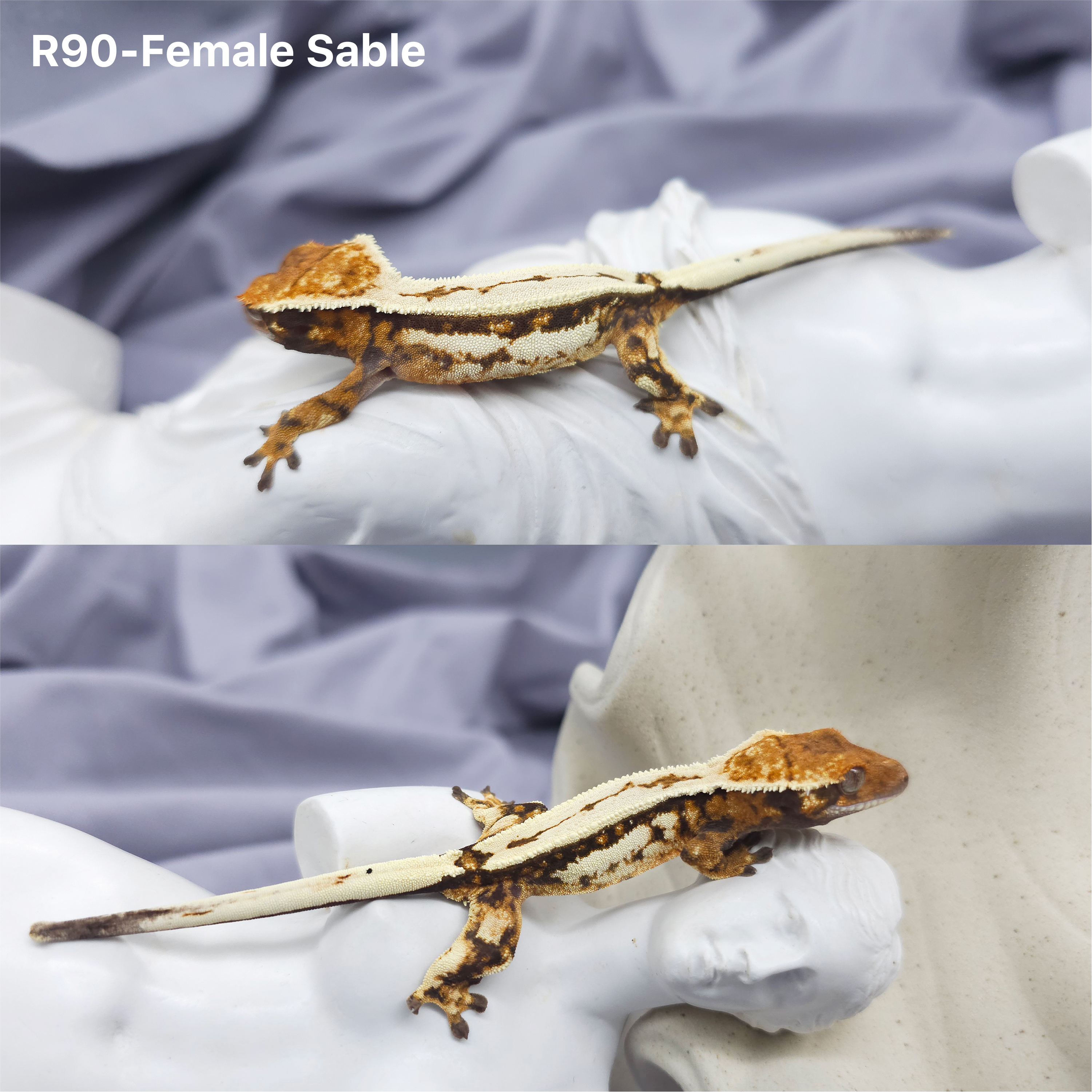 Z90 セーブル (F) detail 1