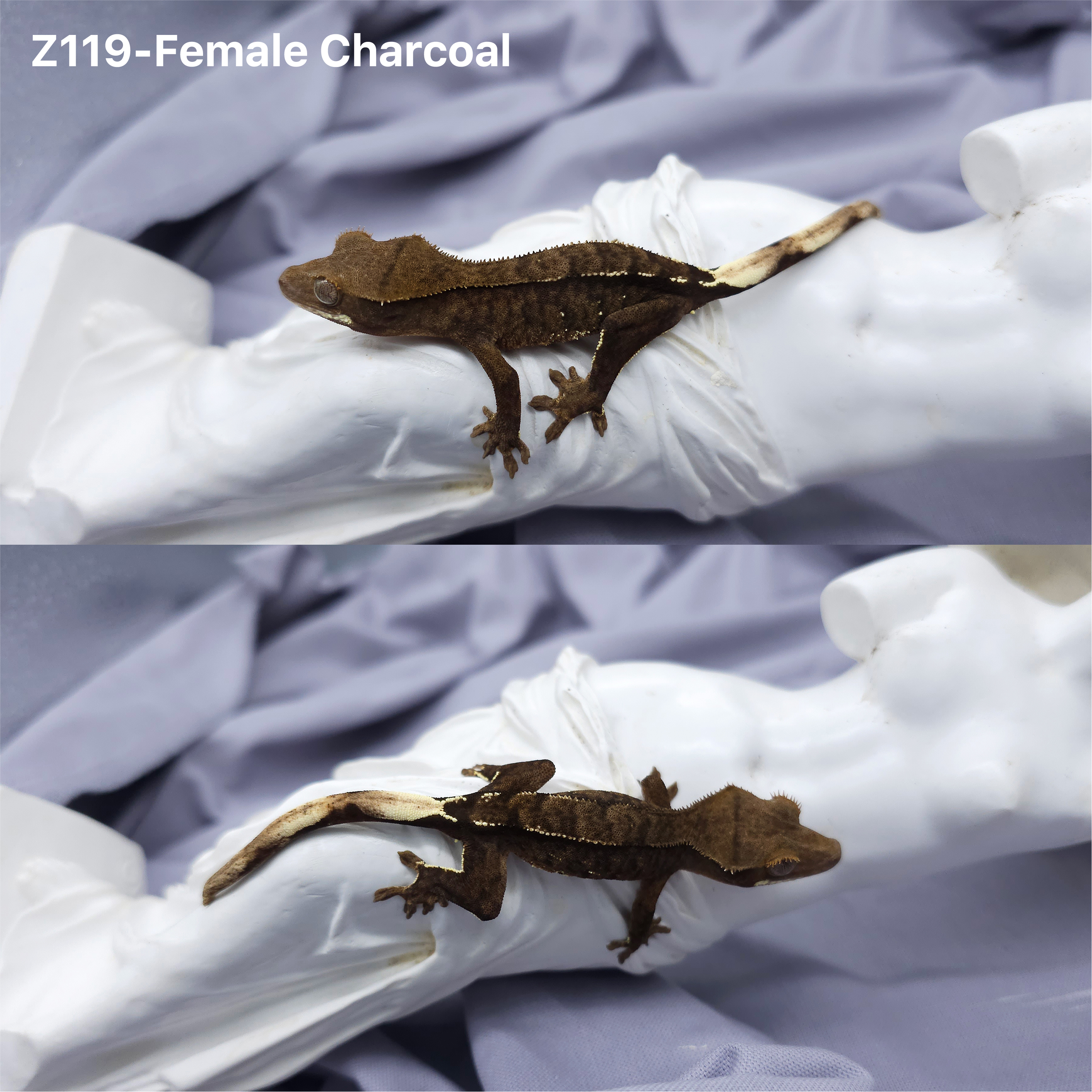 Z119 チャコール (F) detail 1