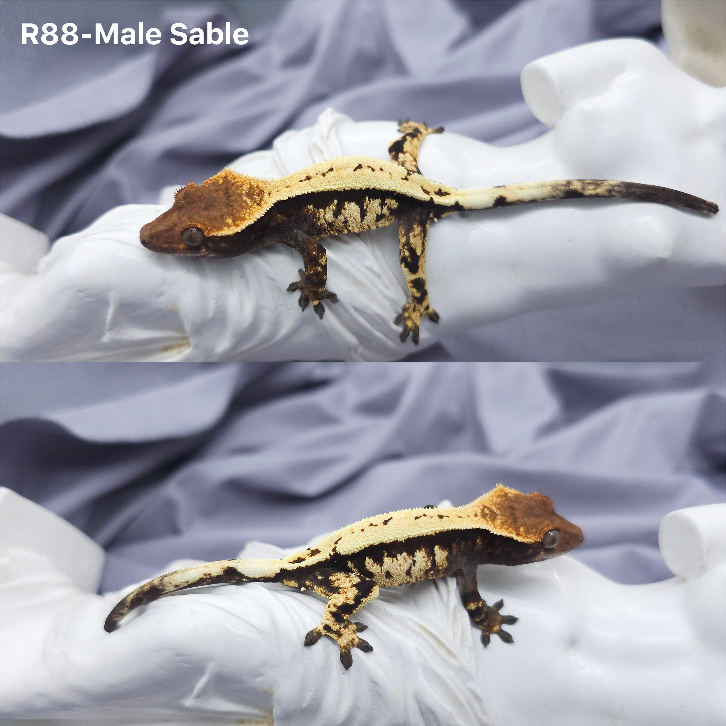 Z88 セーブル (M) detail 1