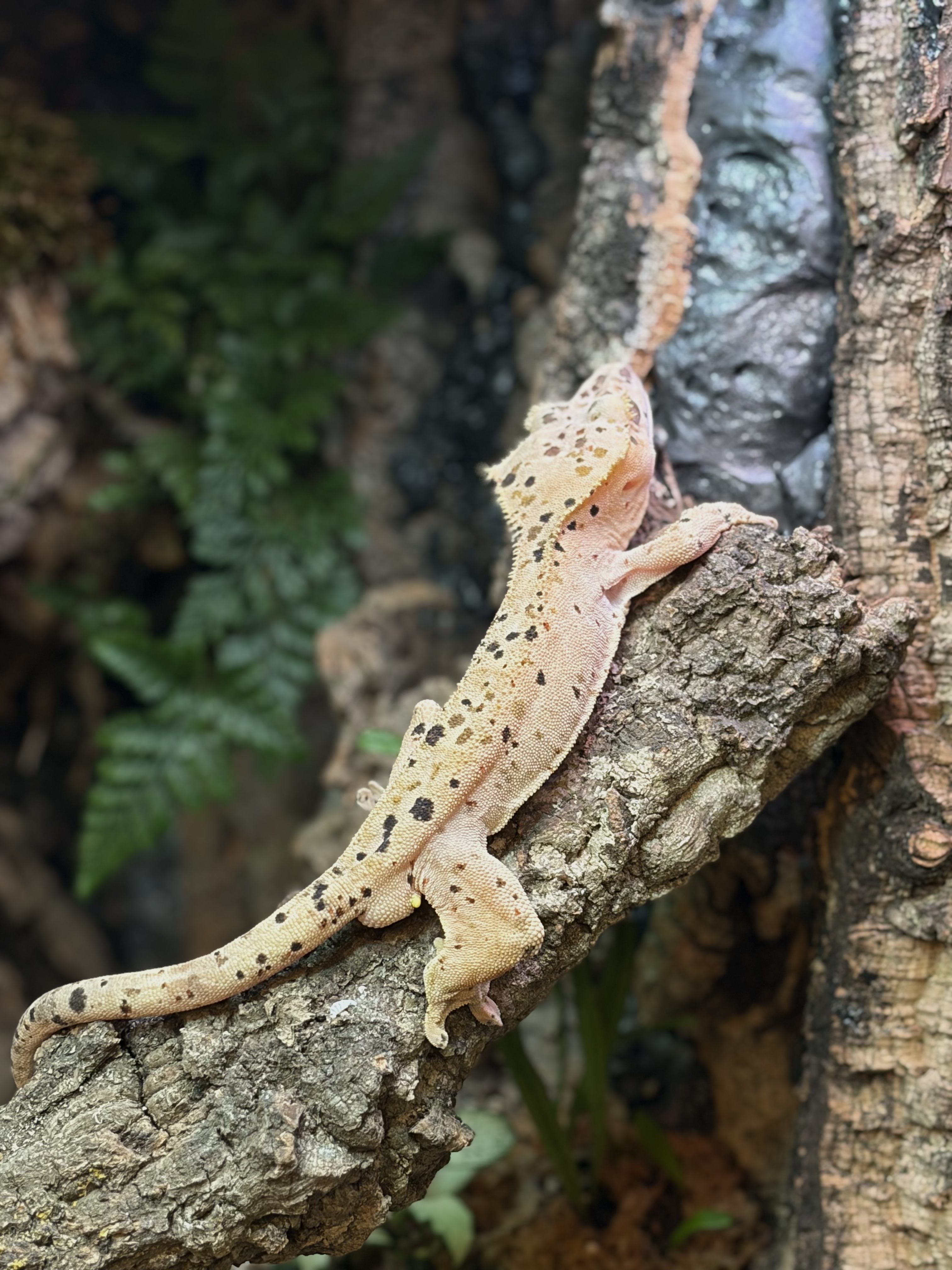 Primal 10. ダルメシアン (M) detail 1