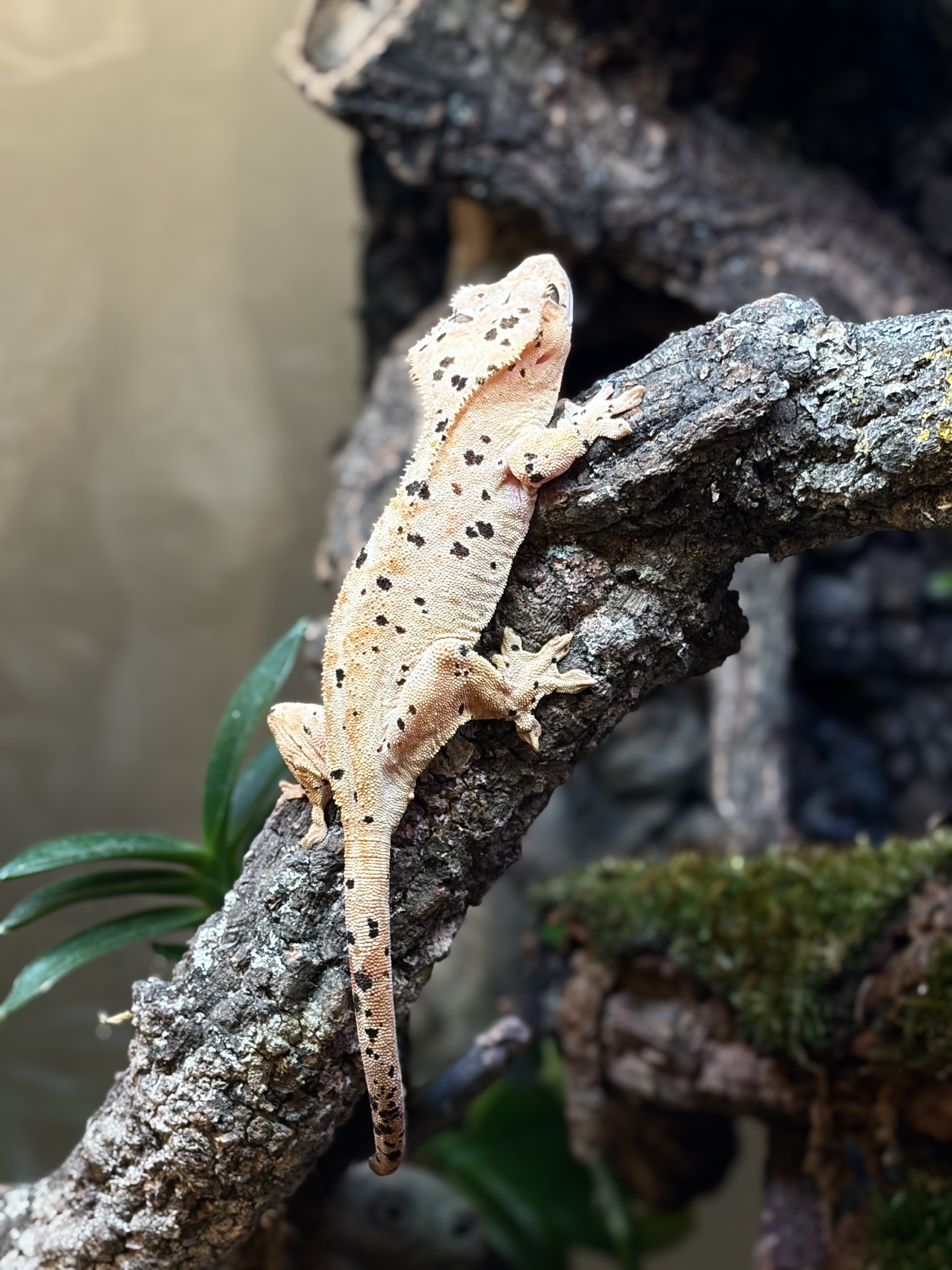 Primal 4. ダルメシアン (F) detail 1