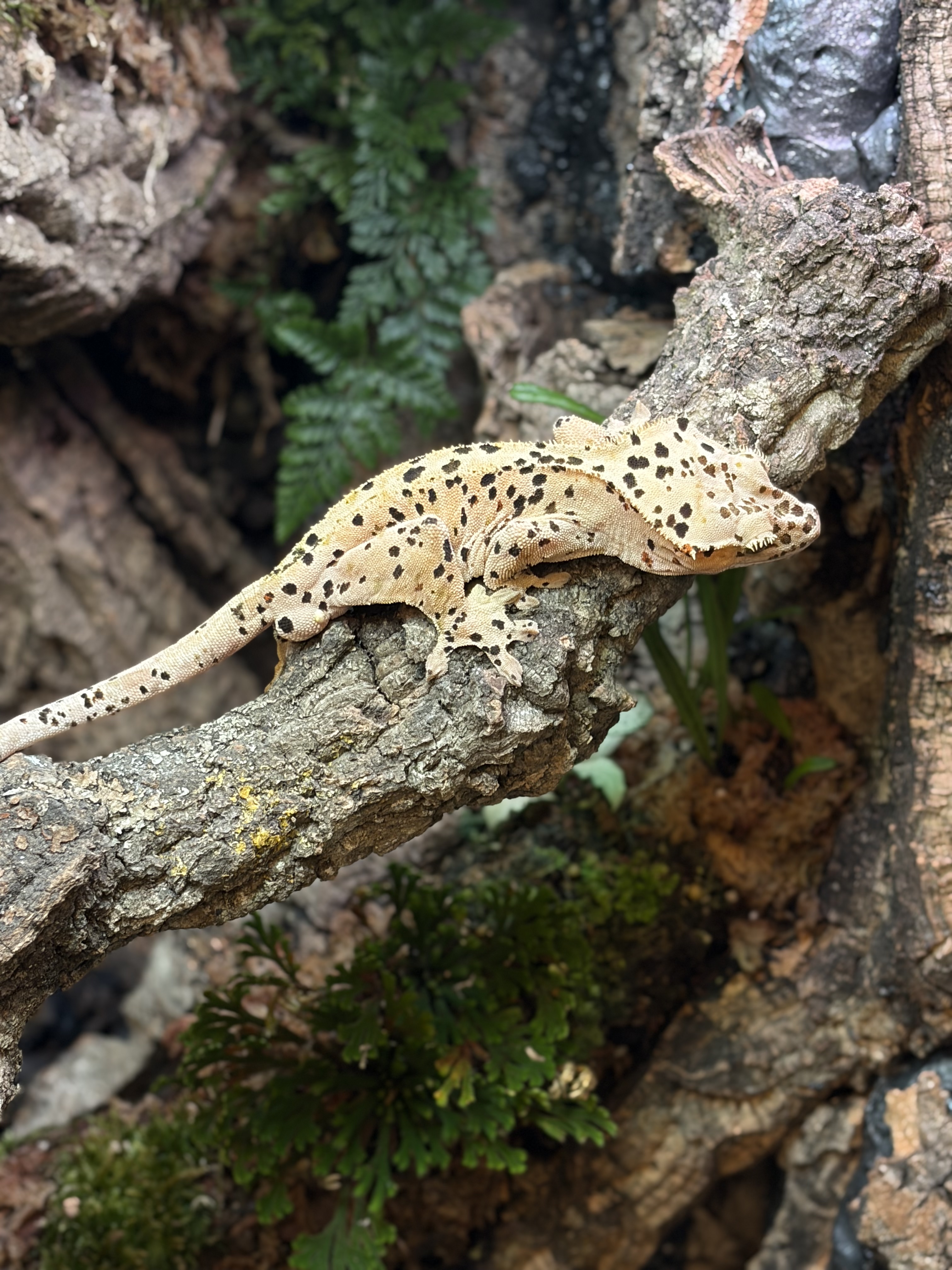 Primal 4. ダルメシアン (M) detail 1