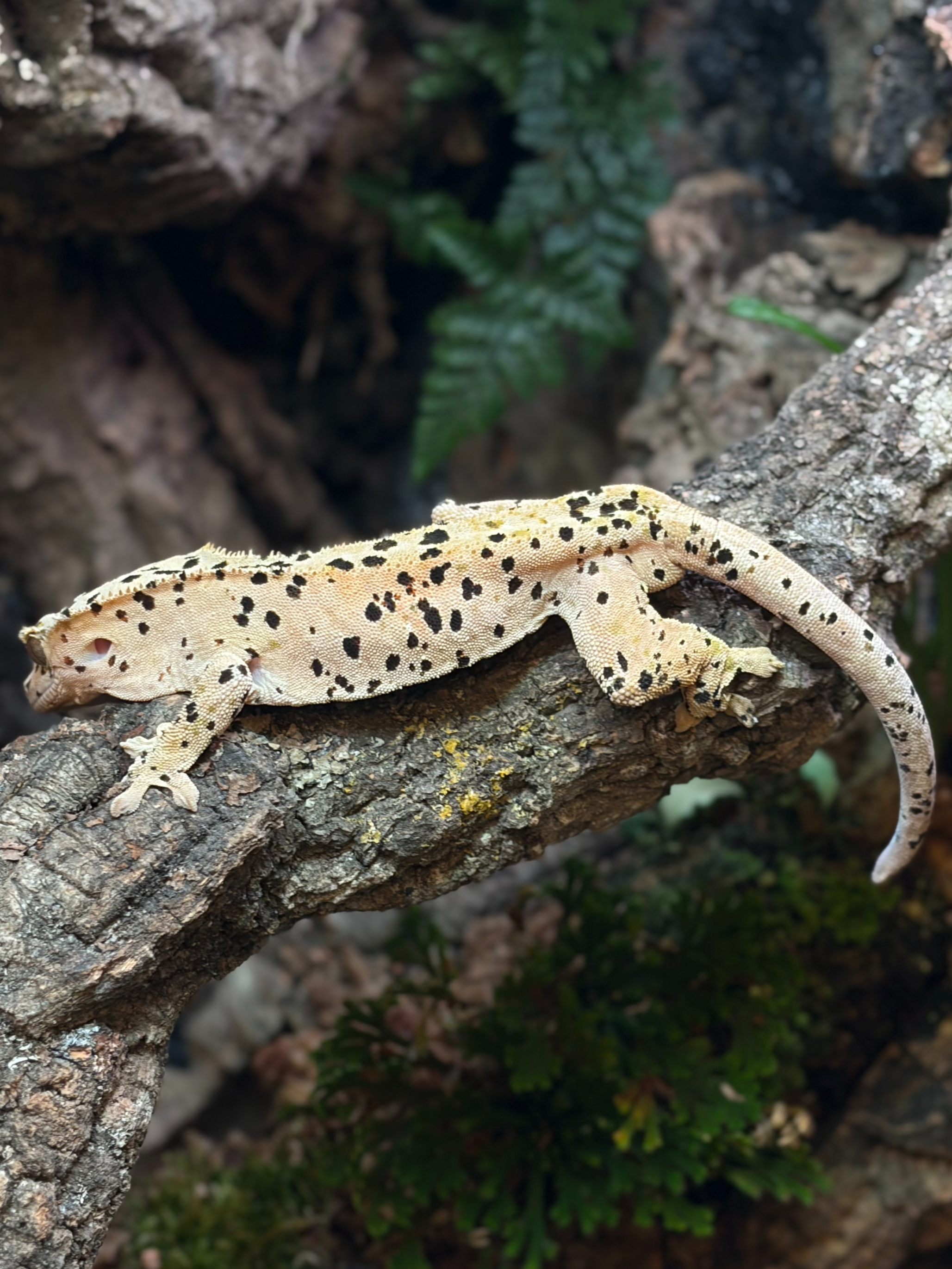 Primal 4. ダルメシアン (M) detail 2